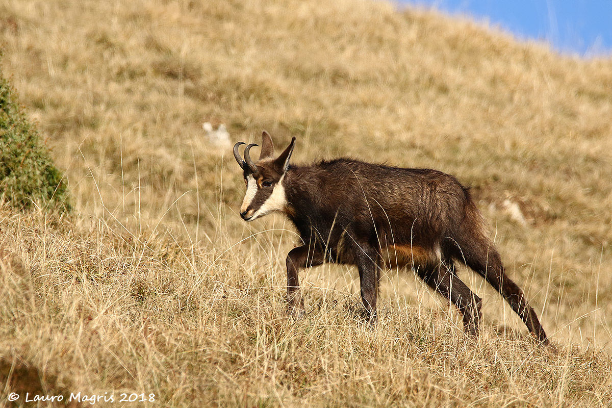 Andamento tranquillo