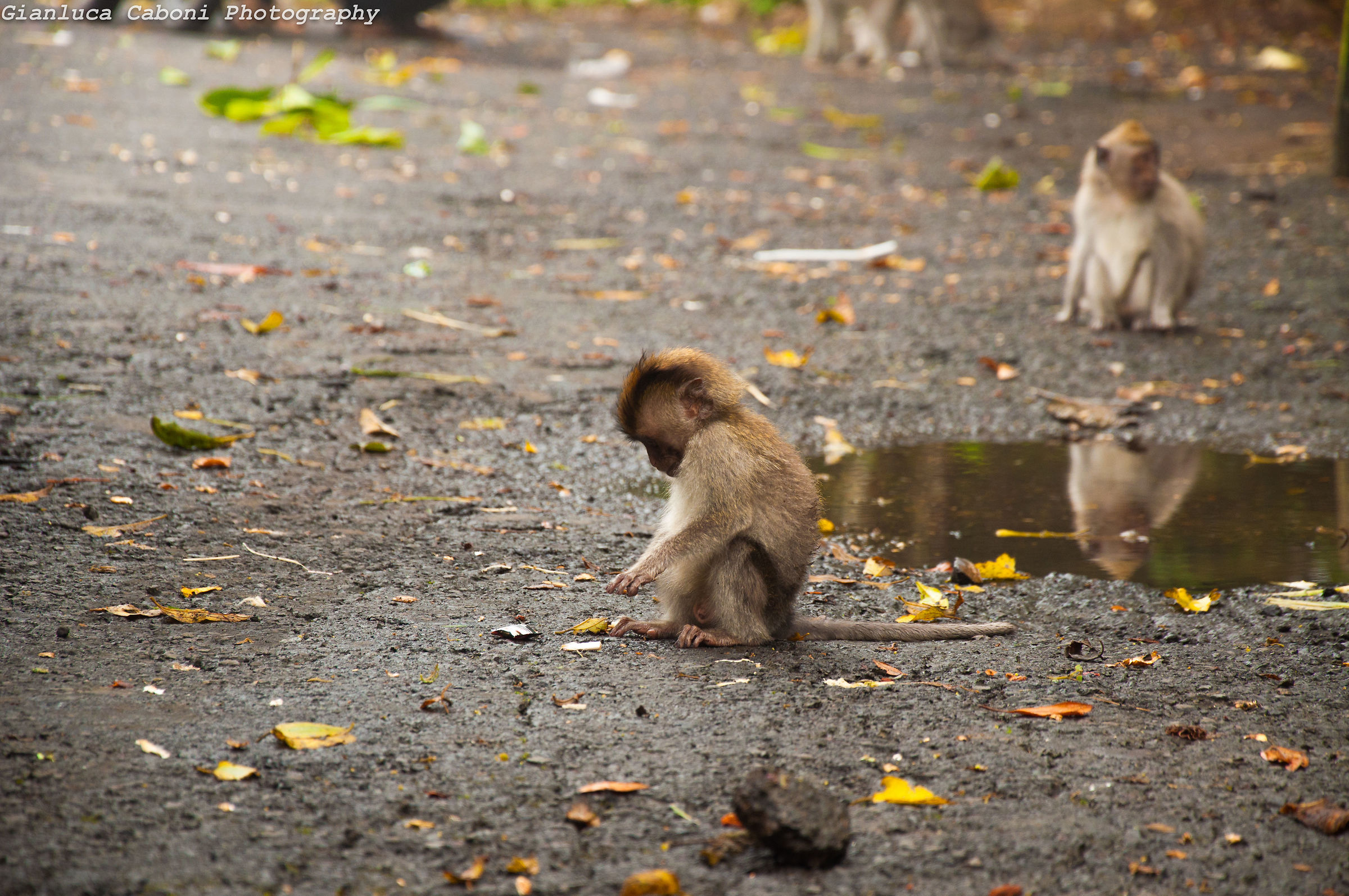 Cucciolo solitario di macaco