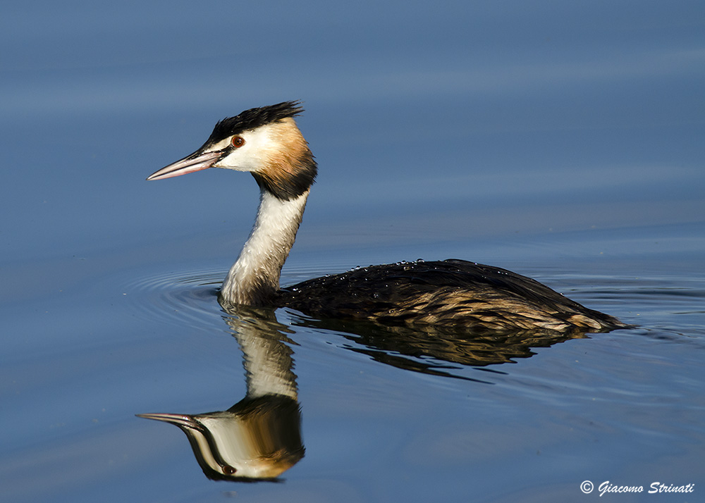 Great Crested Grebe