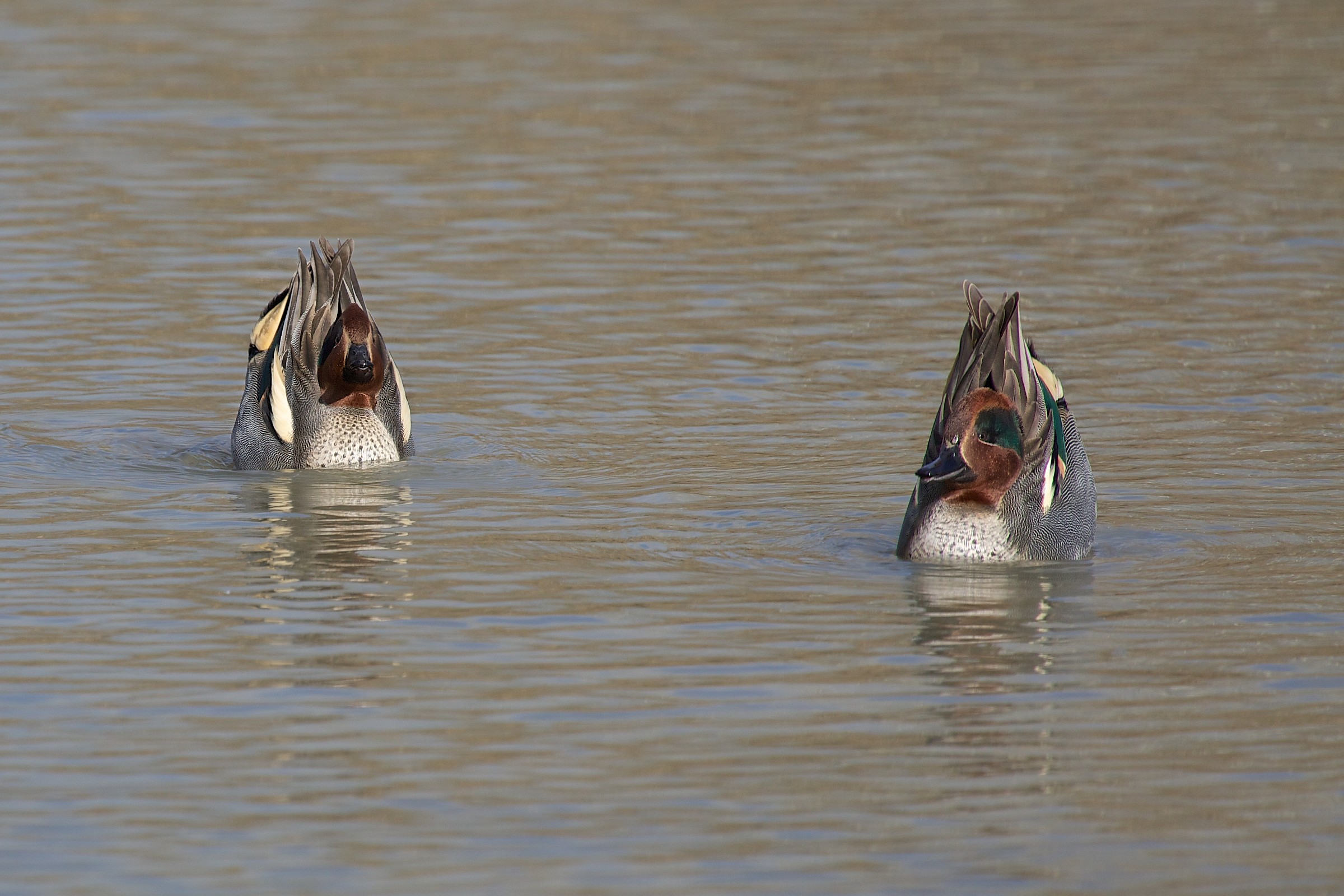 The greeting teal