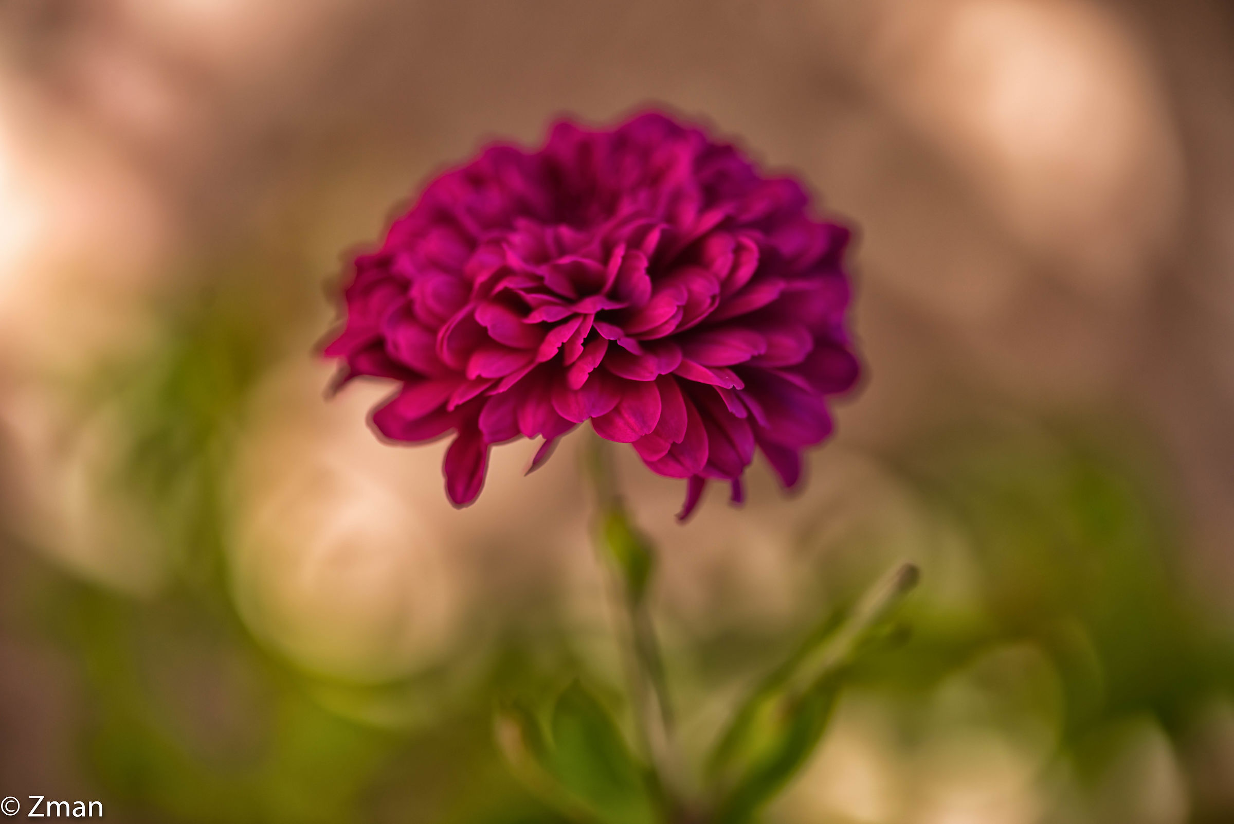 Pink Dhalia