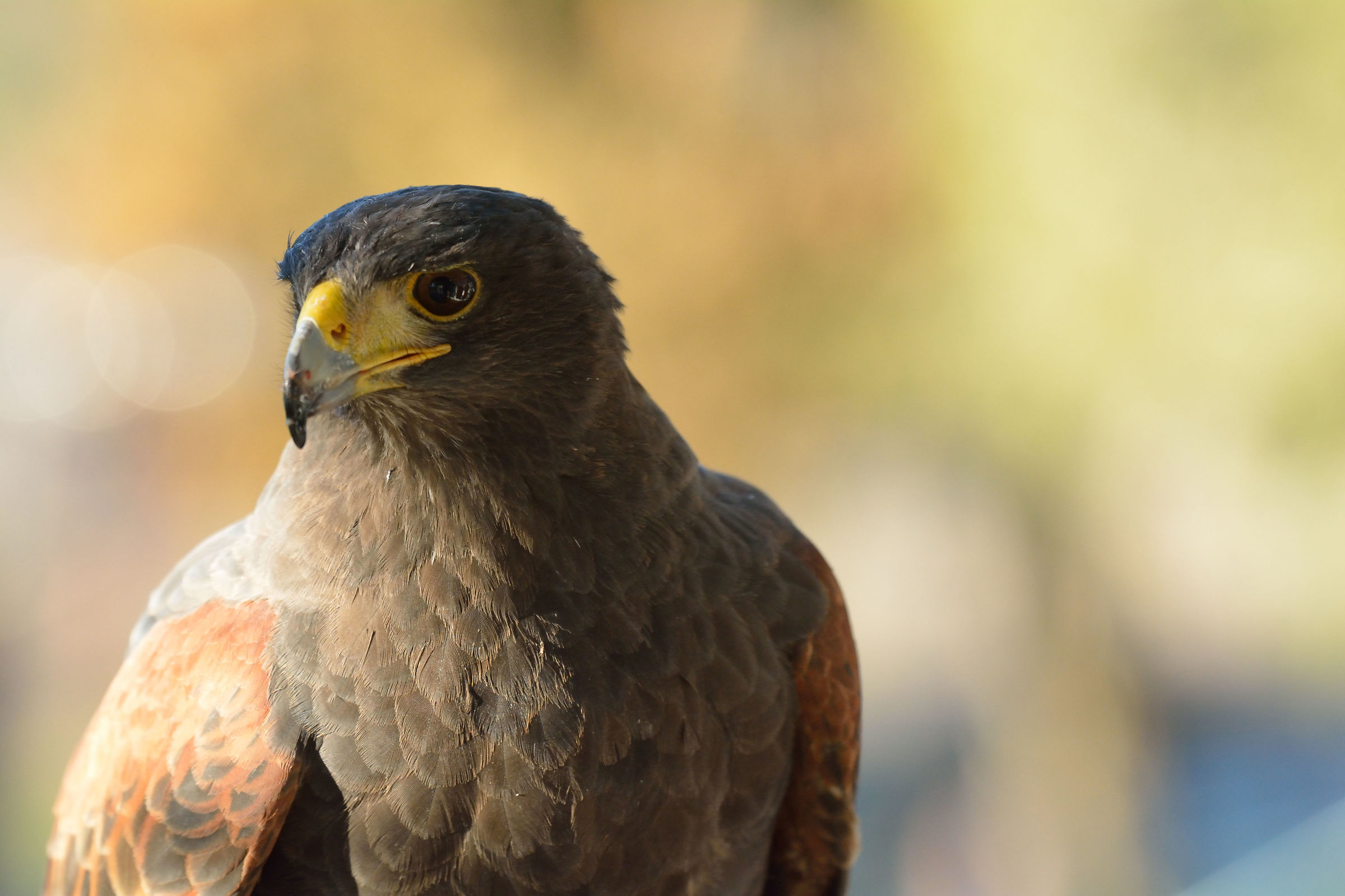 Sguardo di un rapace