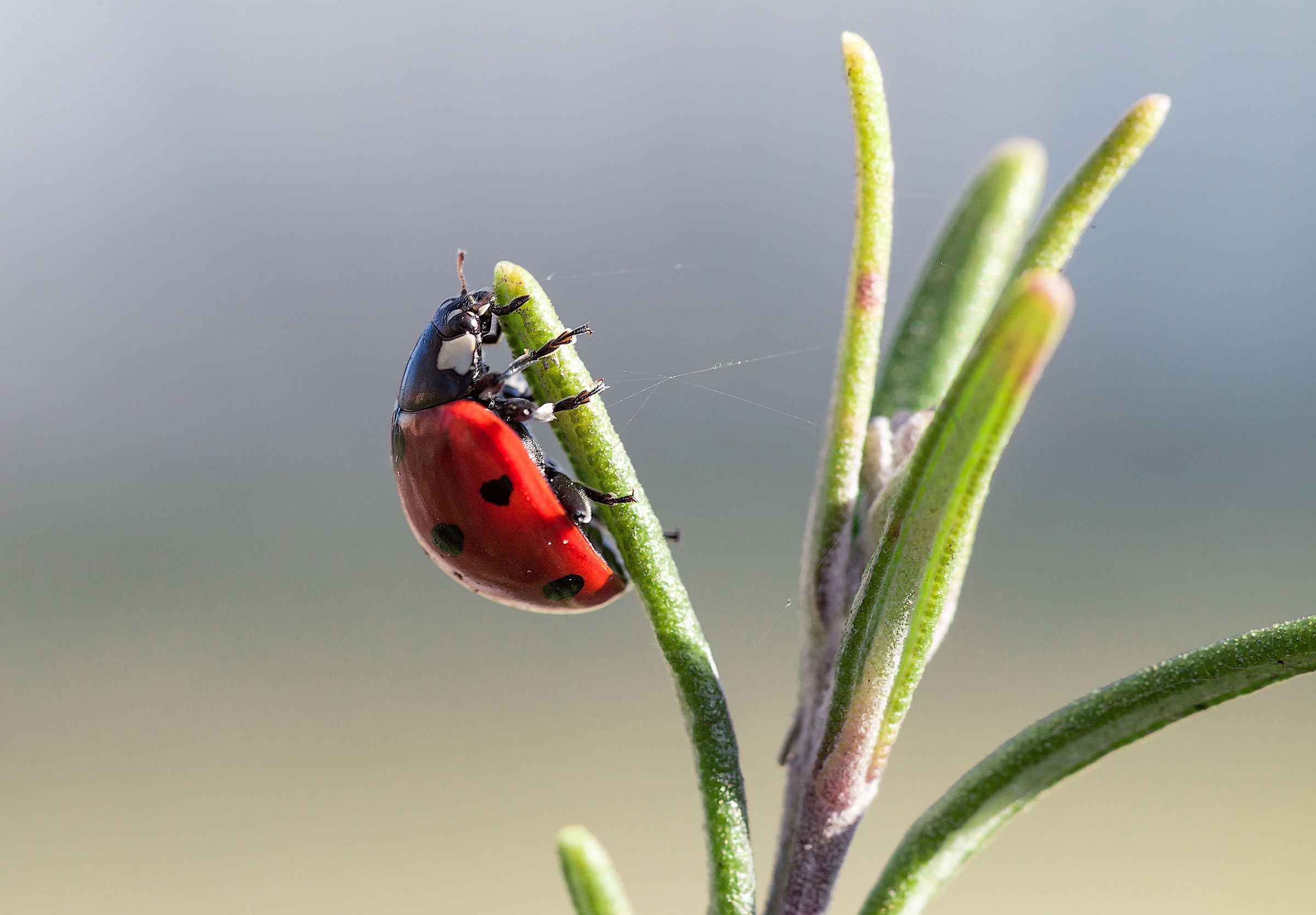 Coccinella n°1