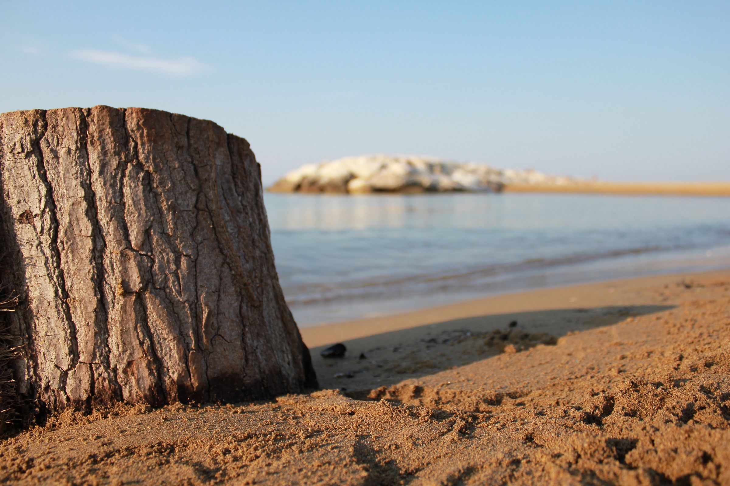 un tronco nella sabbia