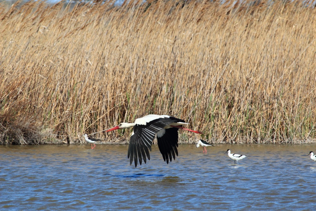 Camargue 02 stork