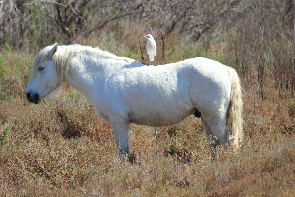 Camargue 08