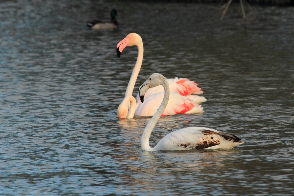 Camargue 10 colors compared