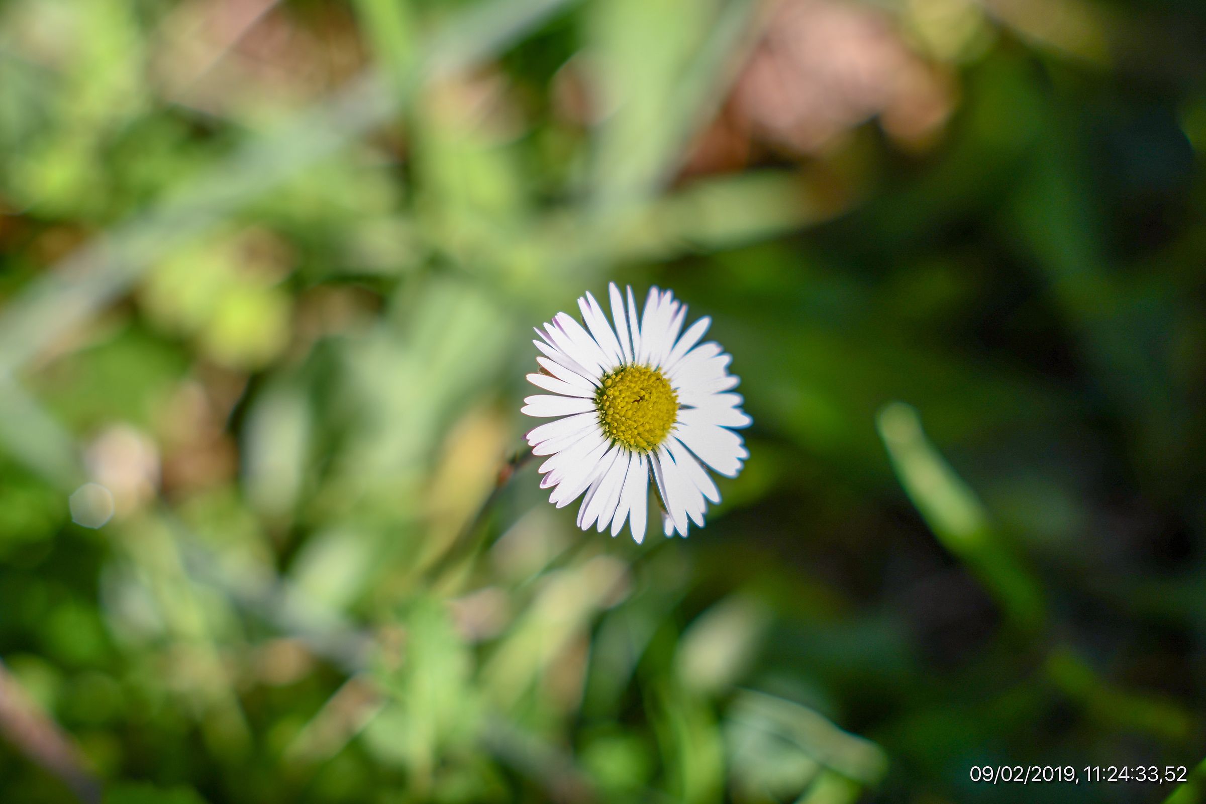 White Wild Winter Flower