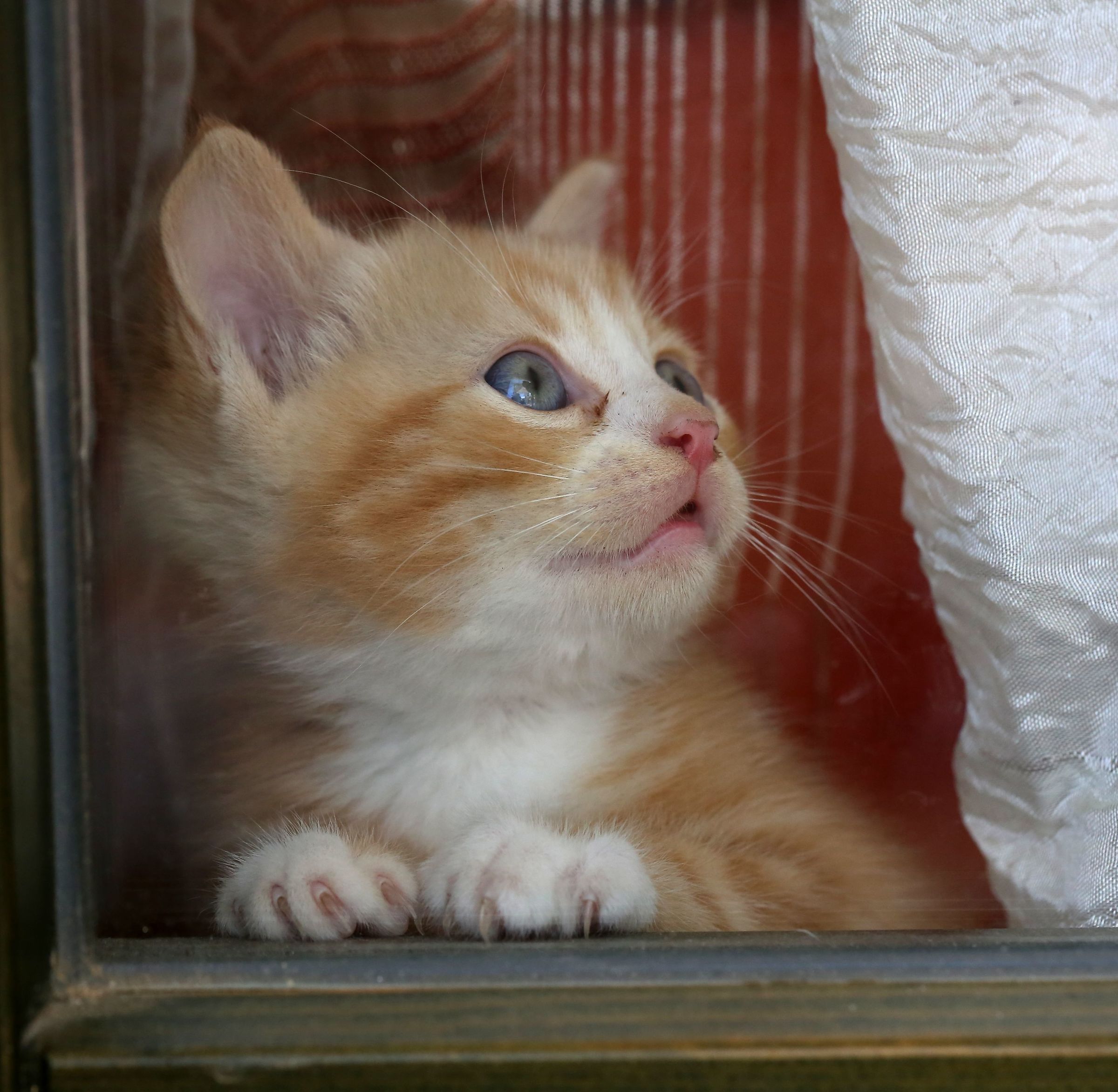 Zeus behind the window