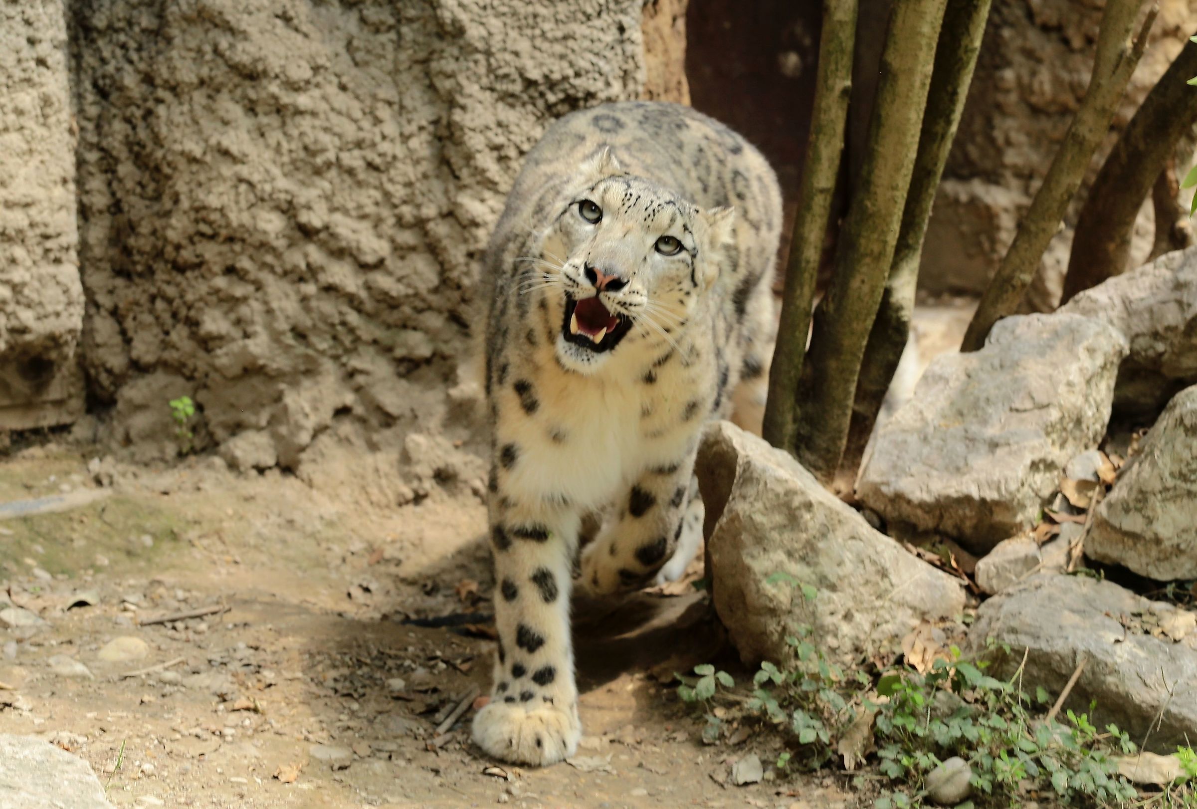 Snow Leopard Zoo Verona