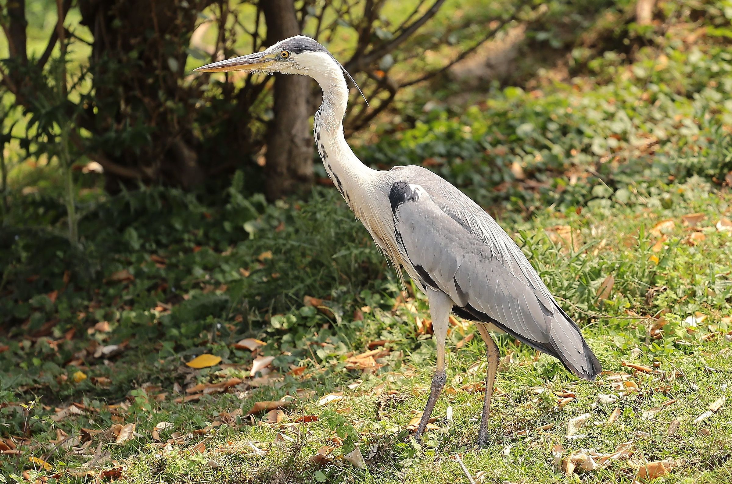 Grey Heron