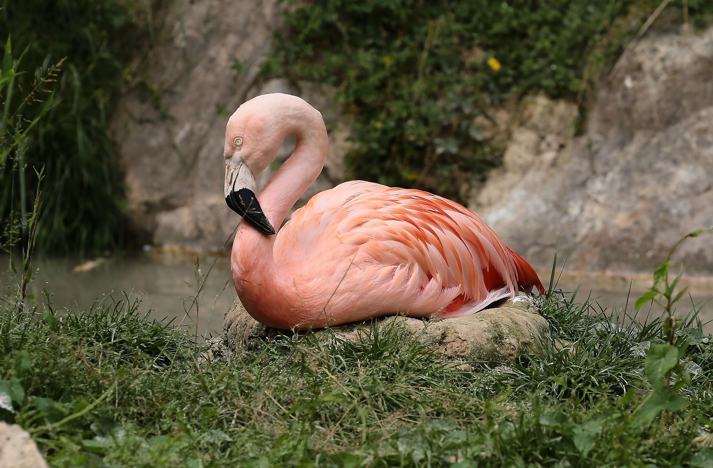 Flamingo