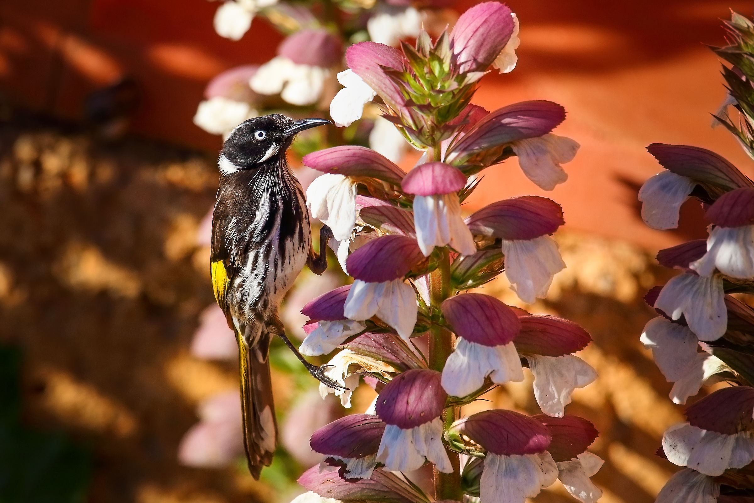 New Holland Honeyeater