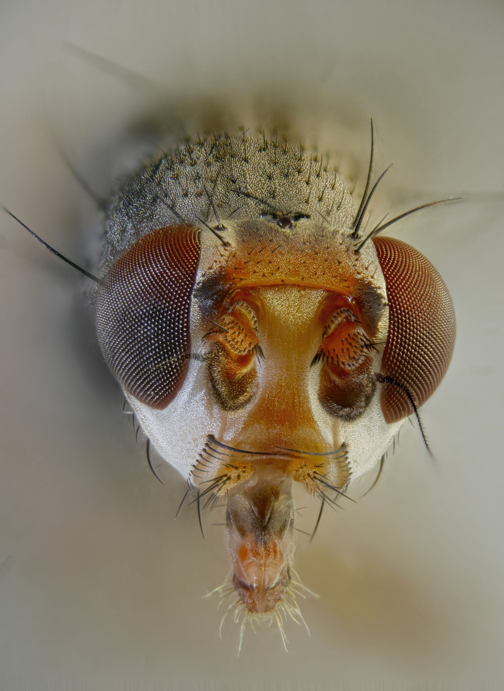 unidentified diptera sp. 2