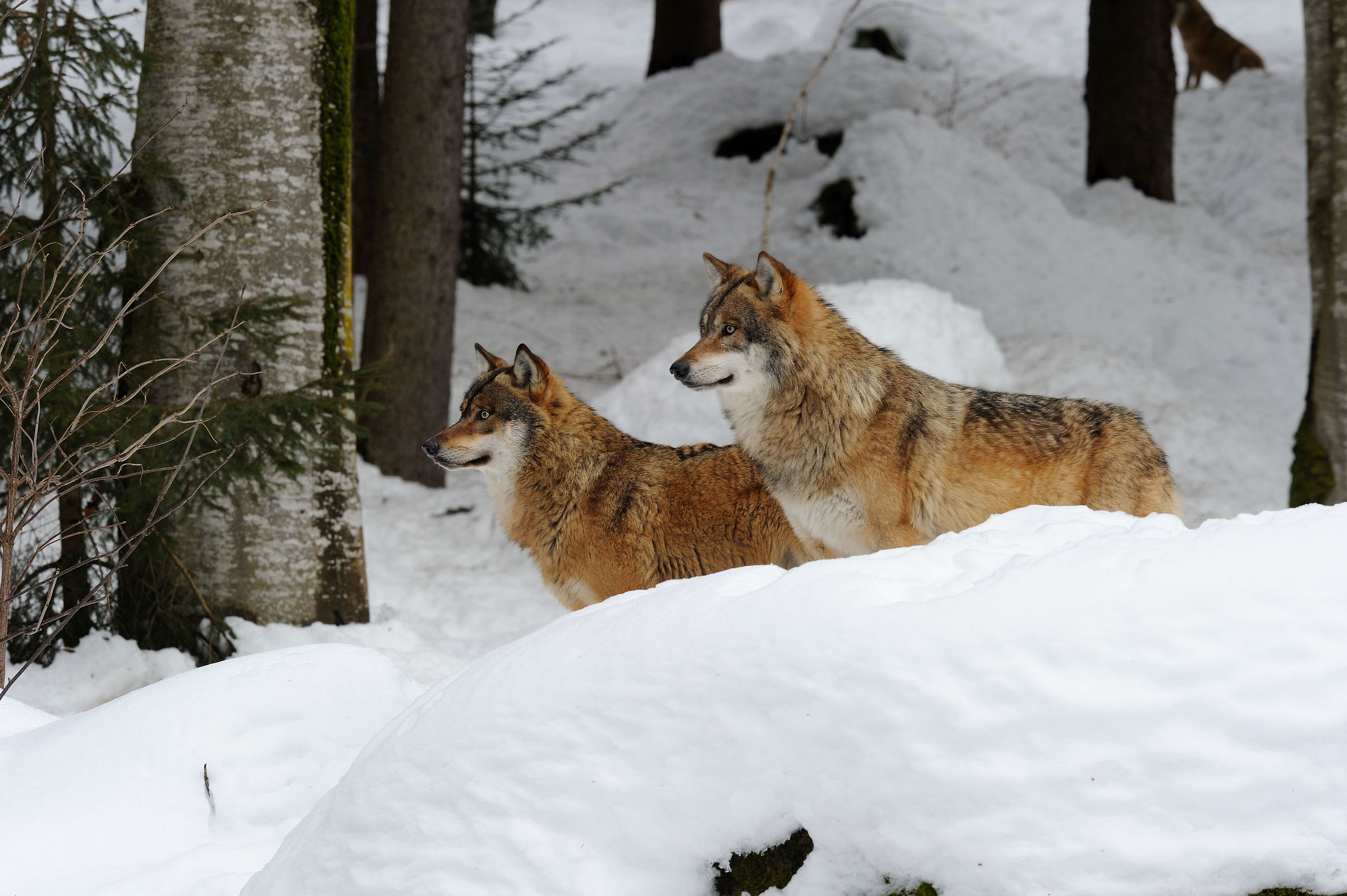 Couple of wolves at the Bayerischer Wald