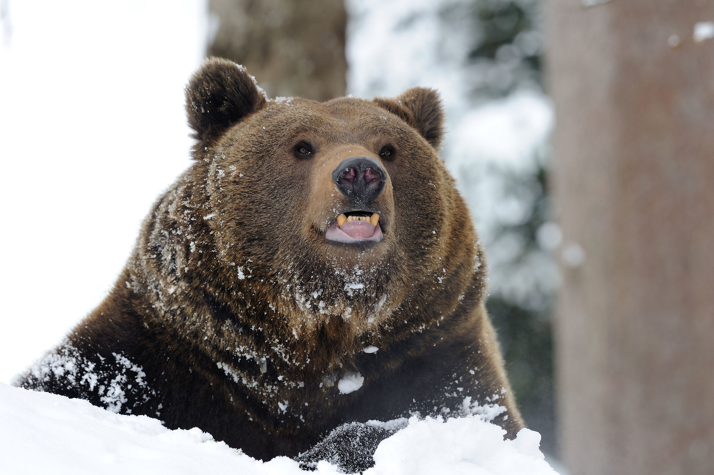 Brown Bear at Bayerischer Wald