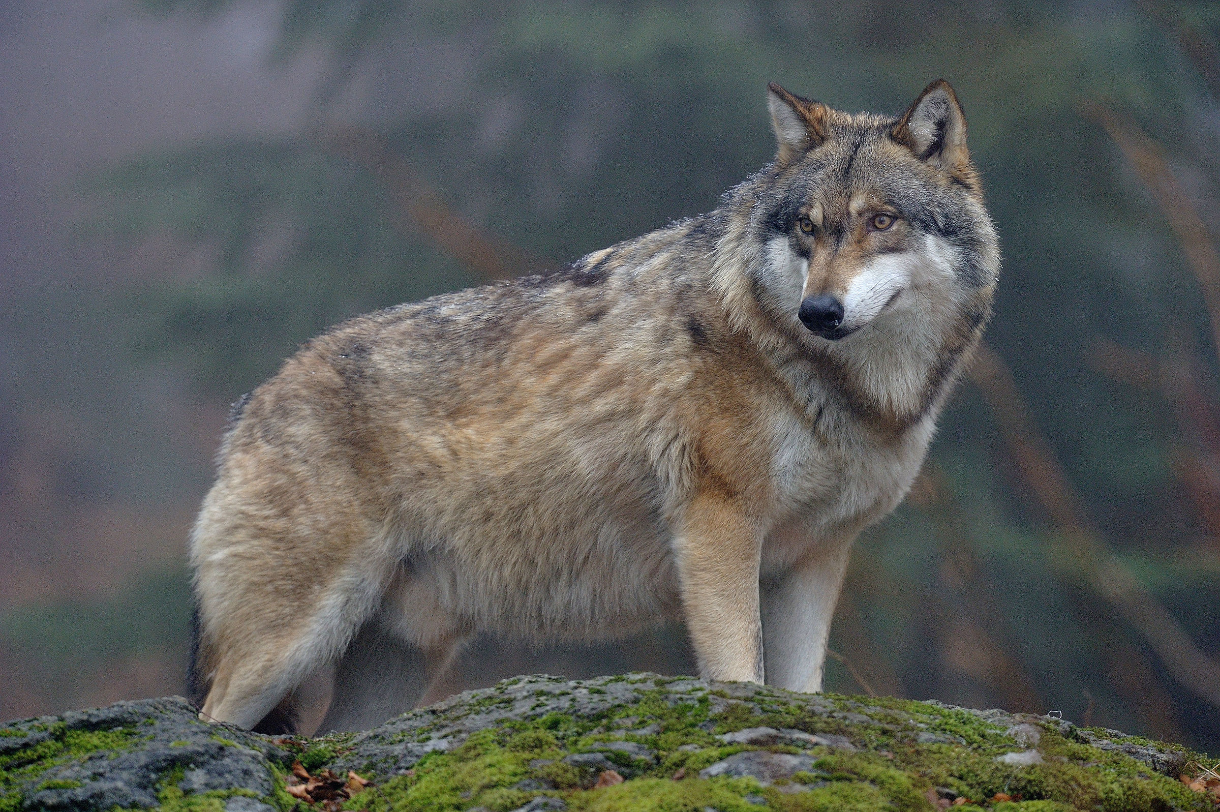 Lone Wolf at the Bayerischer Wald