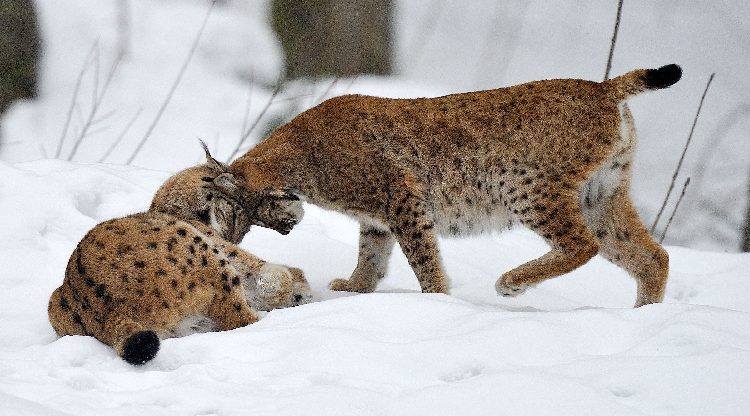 Games between two lynx at Bayerischer Wald
