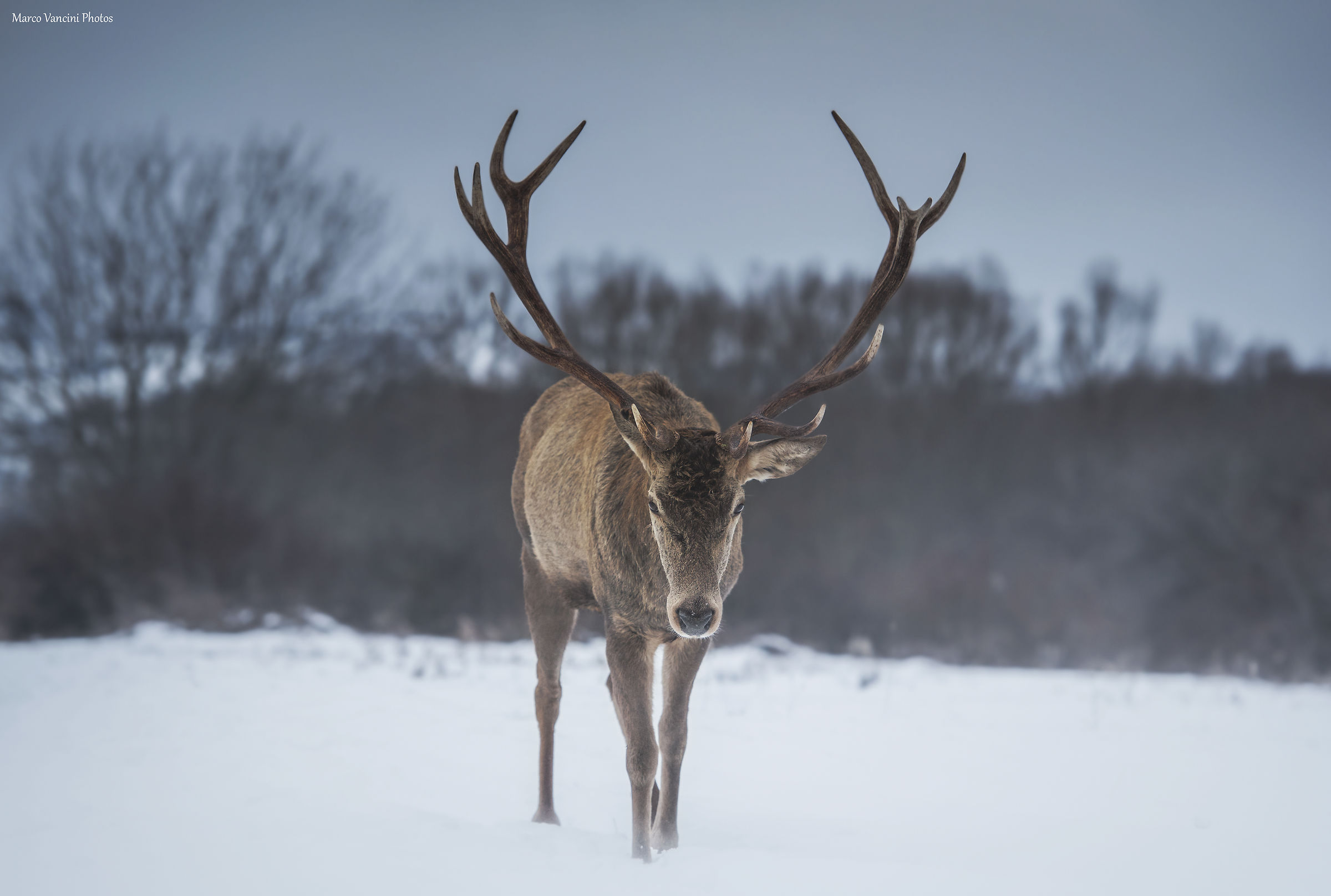 l'incontro con il cervo nobile