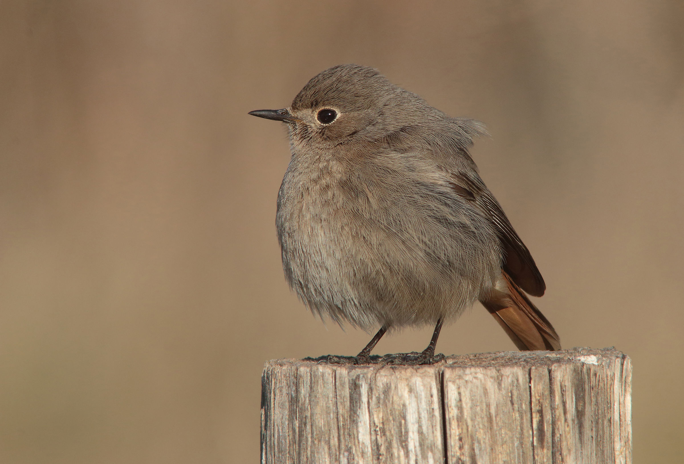 Codirosso spazzacamino (f)a