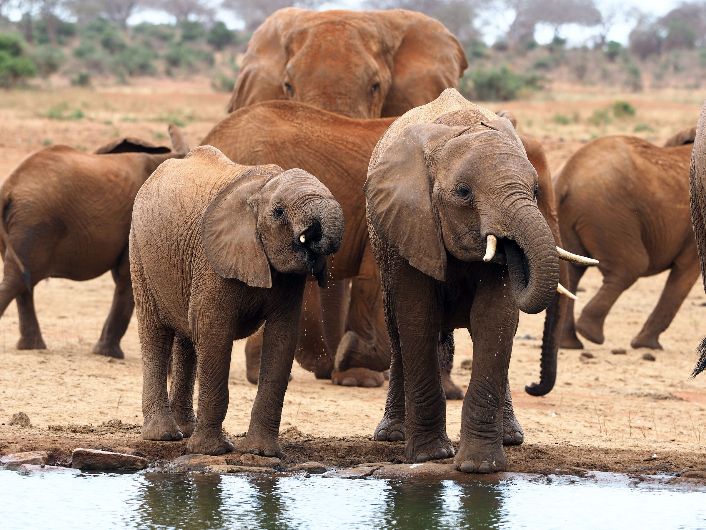 Elephants quench themselves