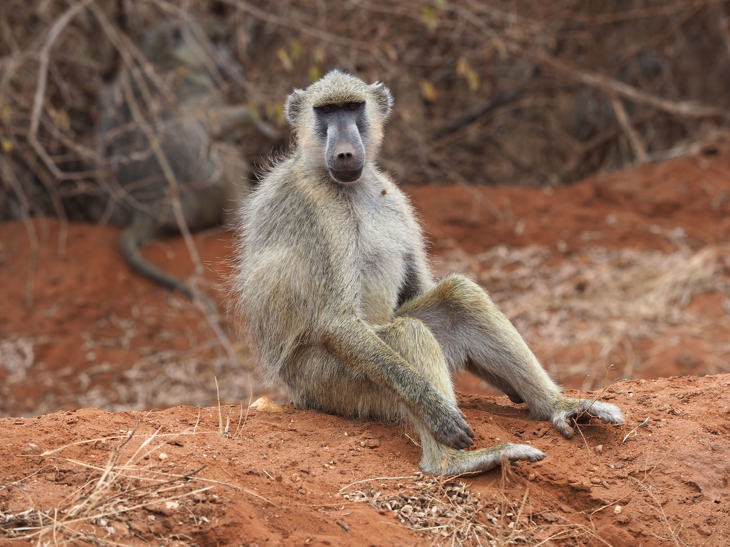 Yellow Baboon