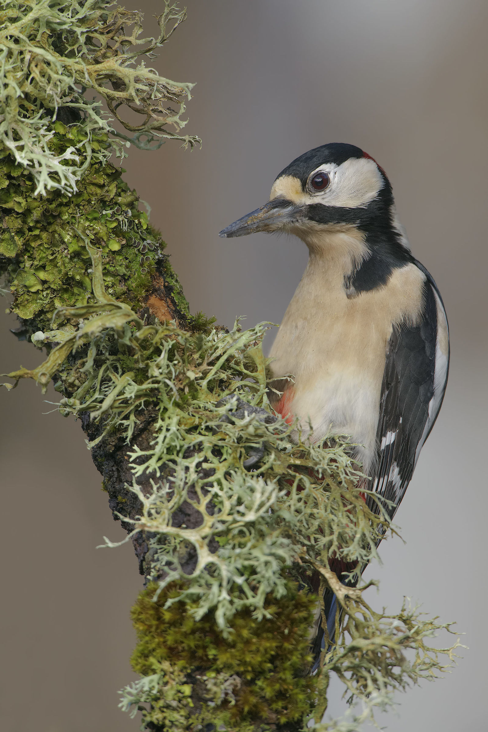 picchio rosso maggiore sardo