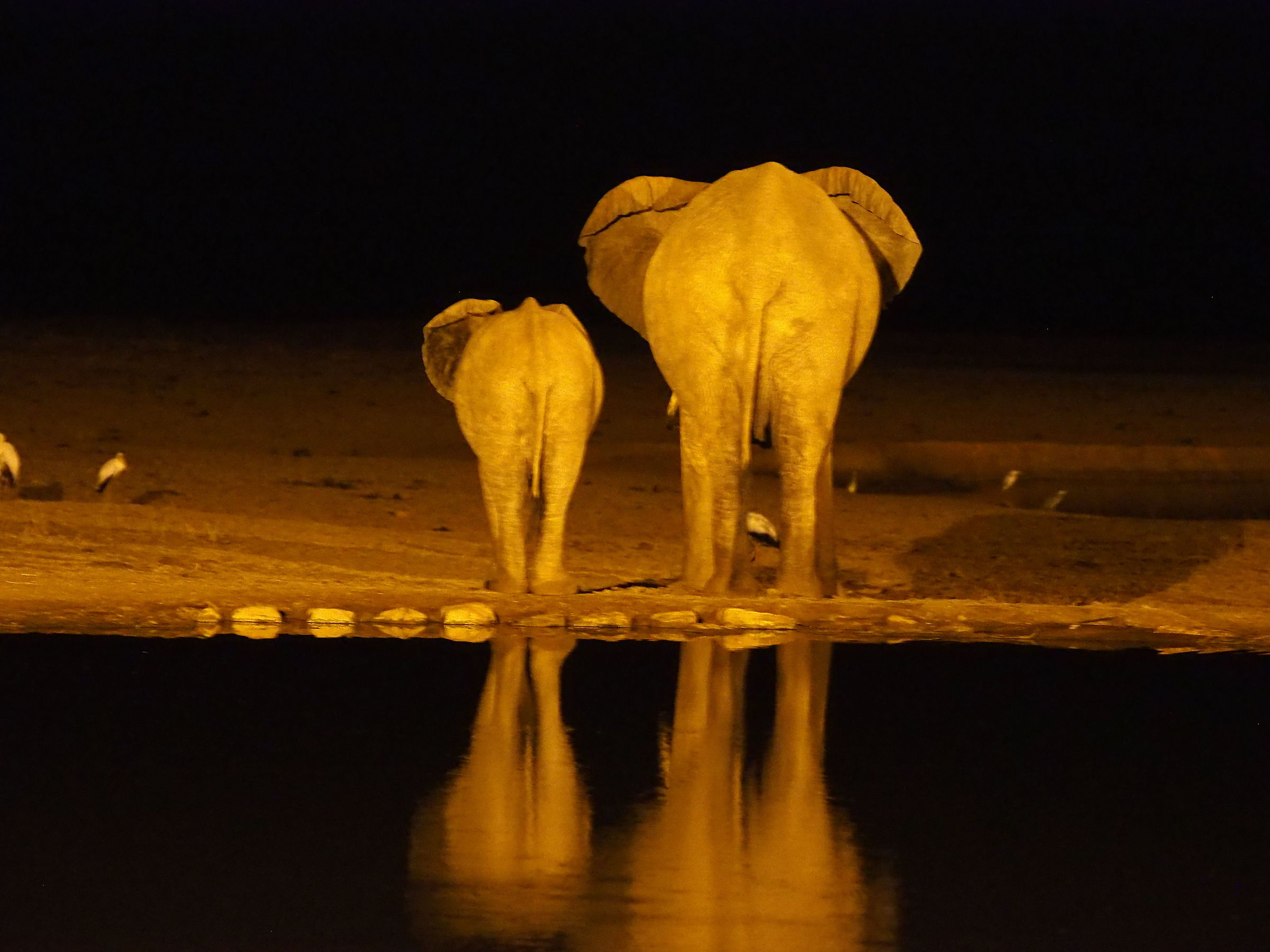 Nocturnal elephants
