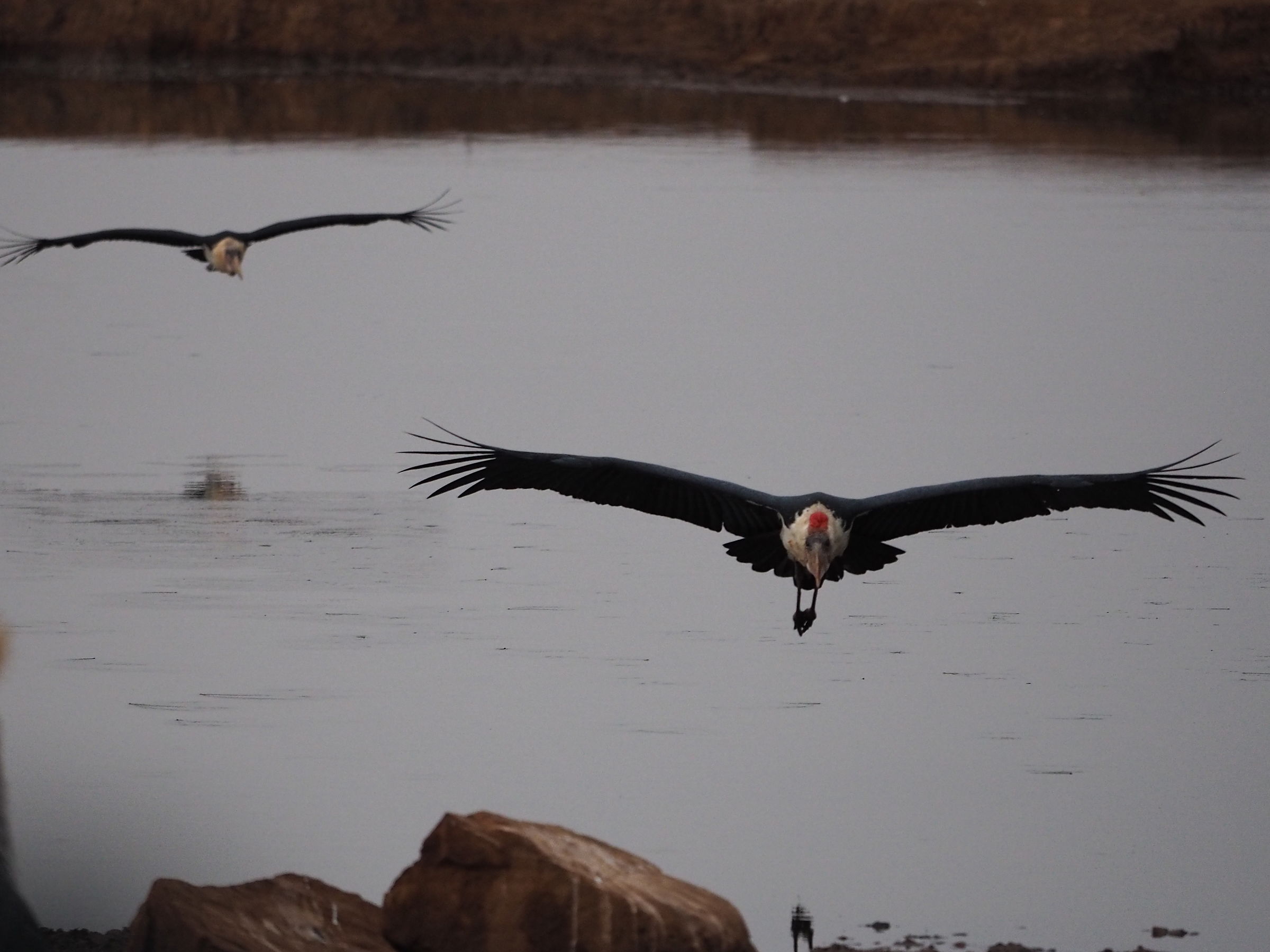 Marabou Stork