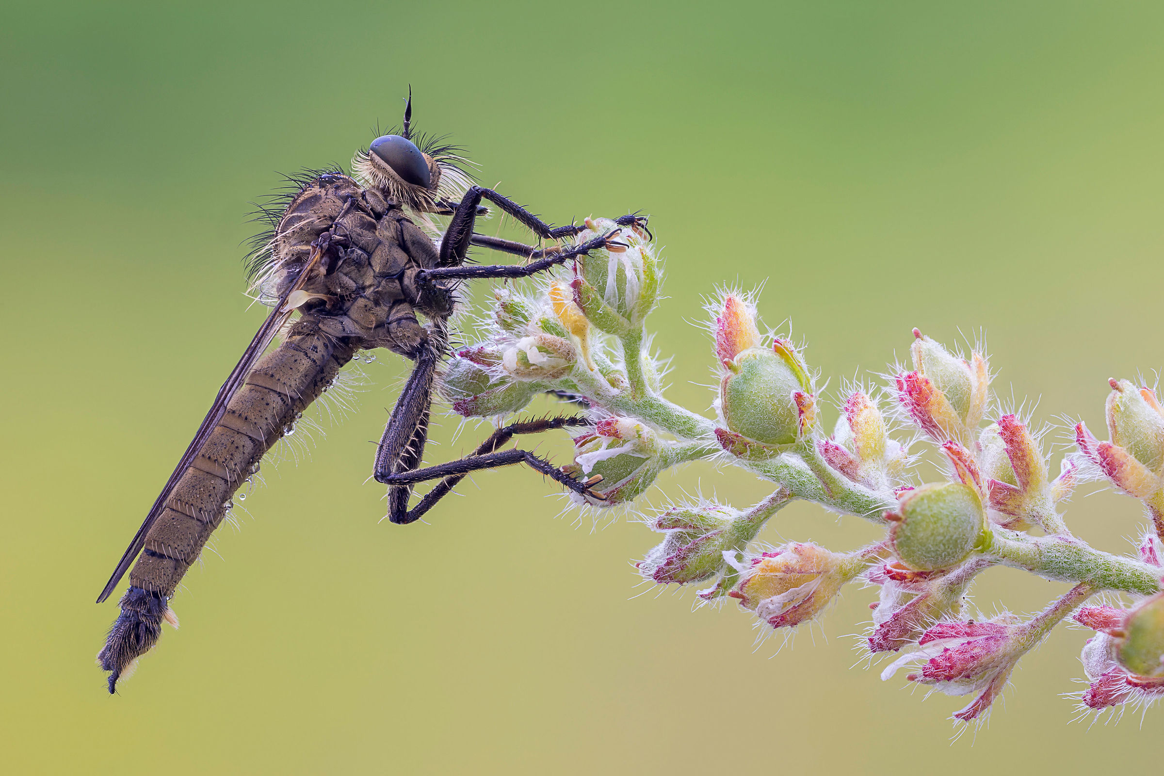 Dysmachus fuscipennis