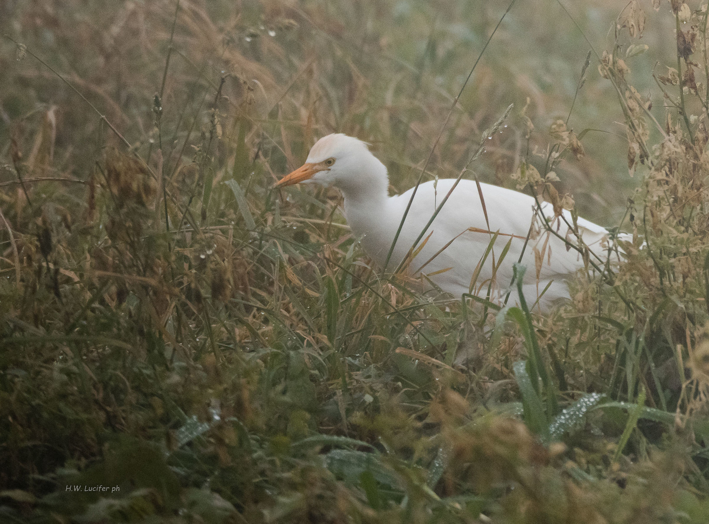 A caccia nella nebbia