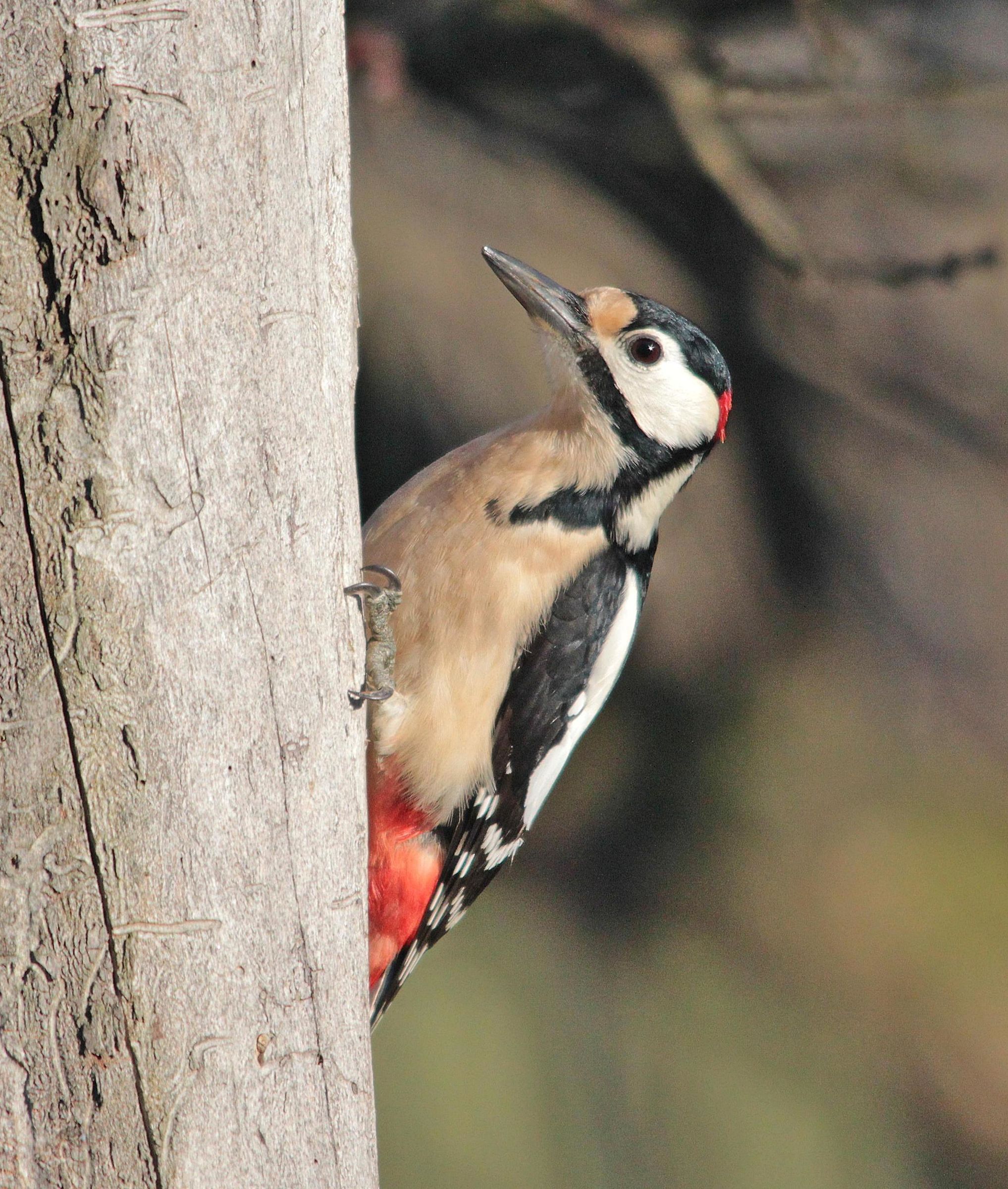 Red Woodpeckers Magg