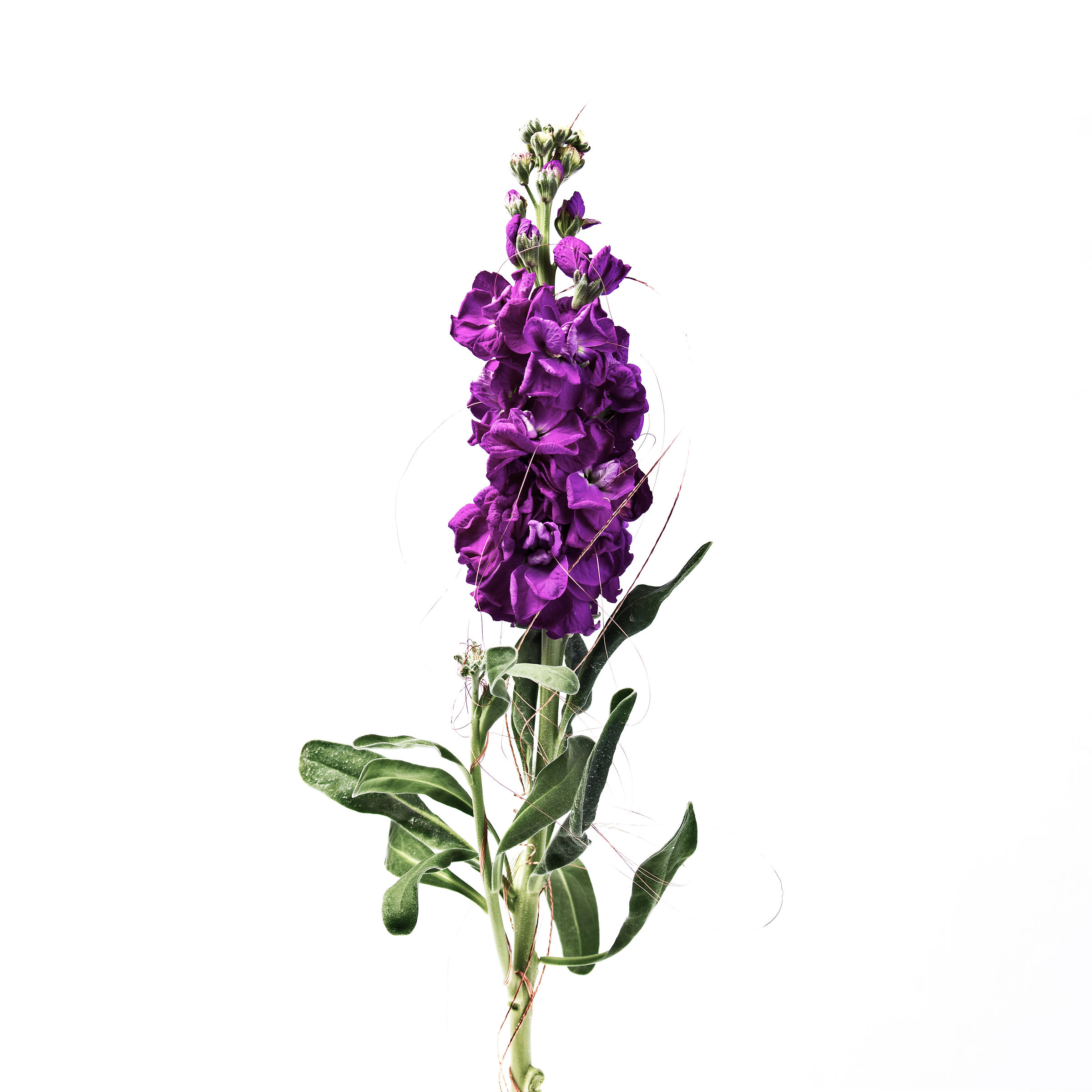 fiore cablato - esperimento