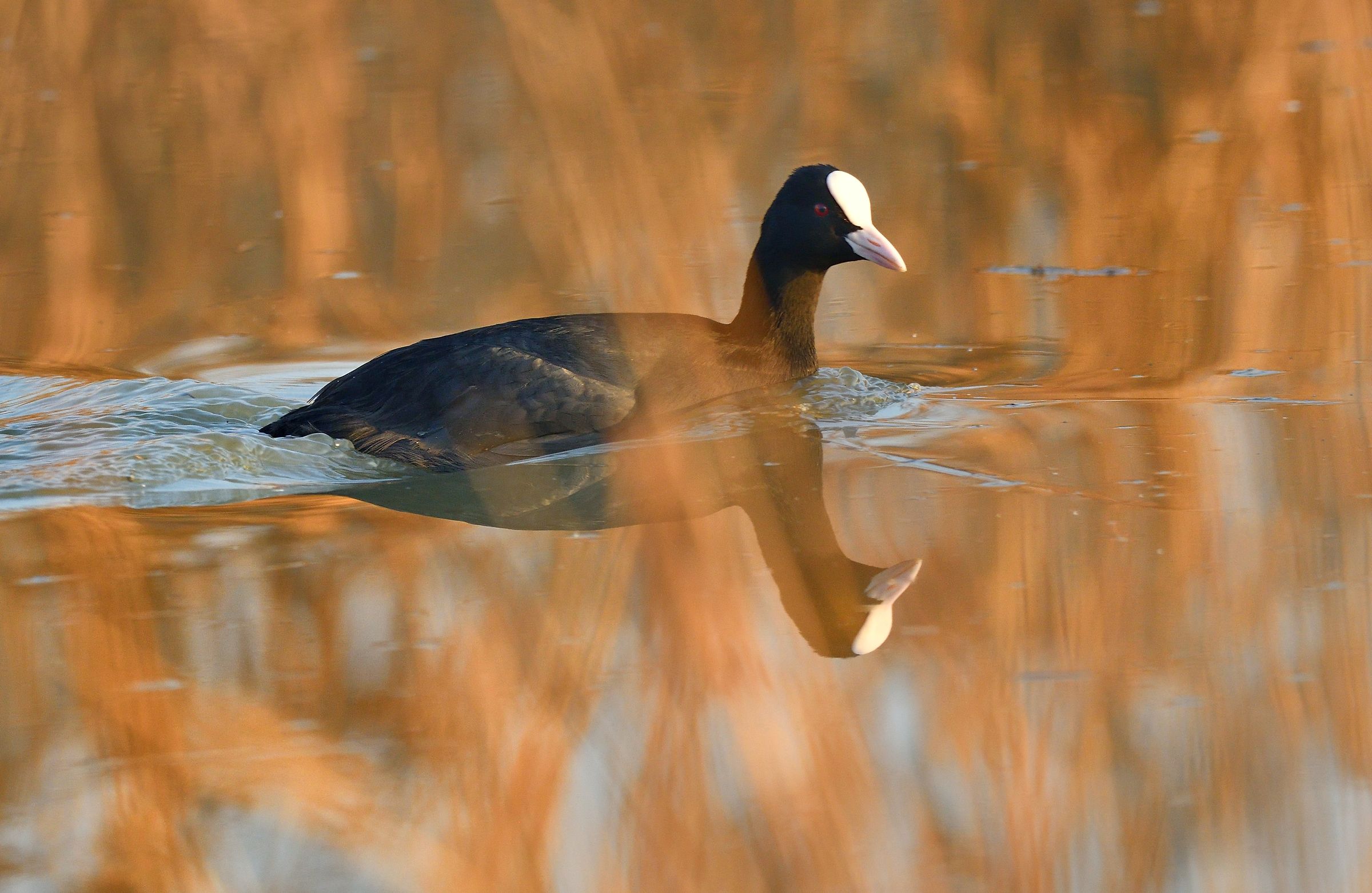 Coot in the golden Light...