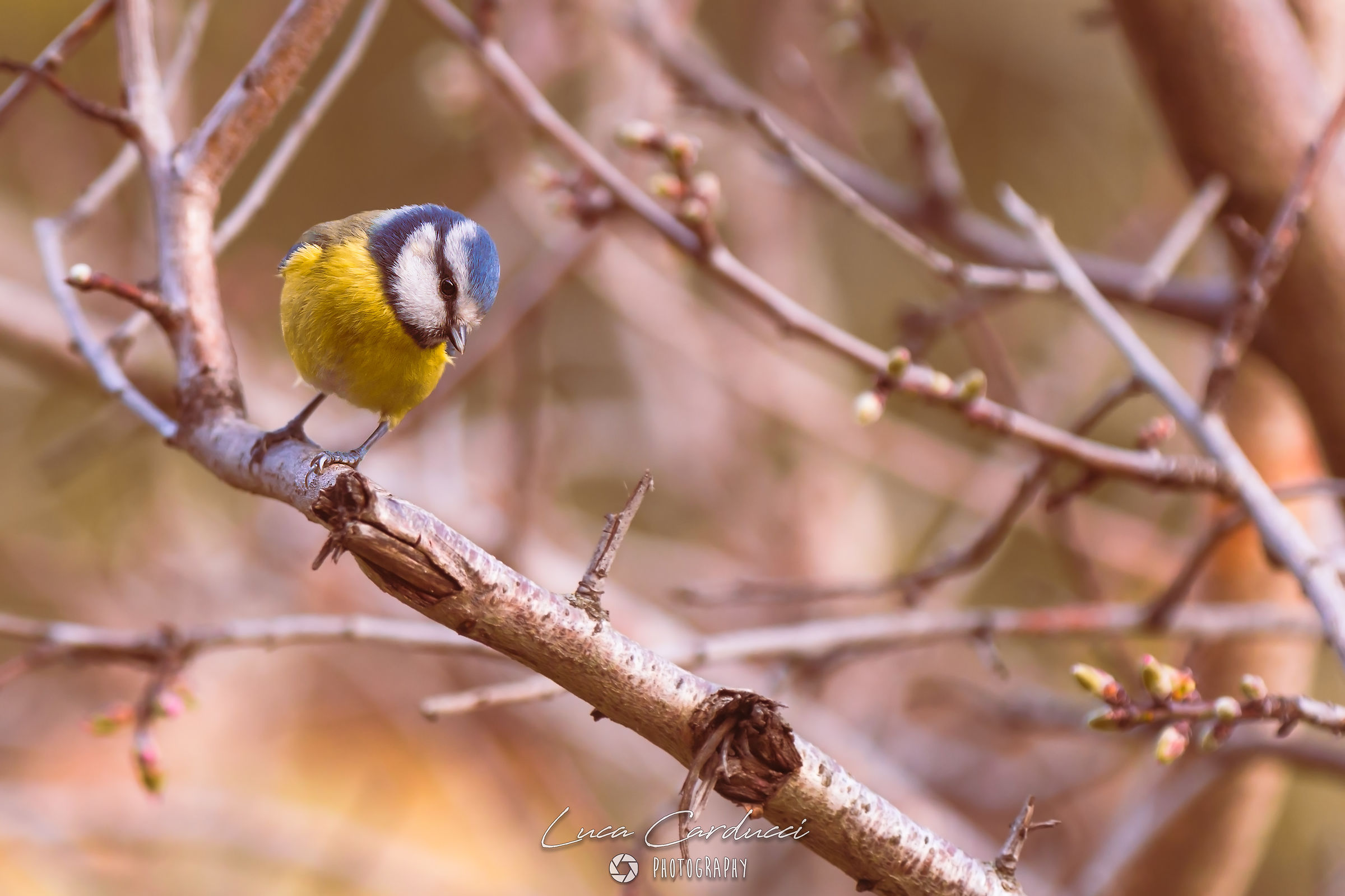 Piccole e fuggiasche presenze