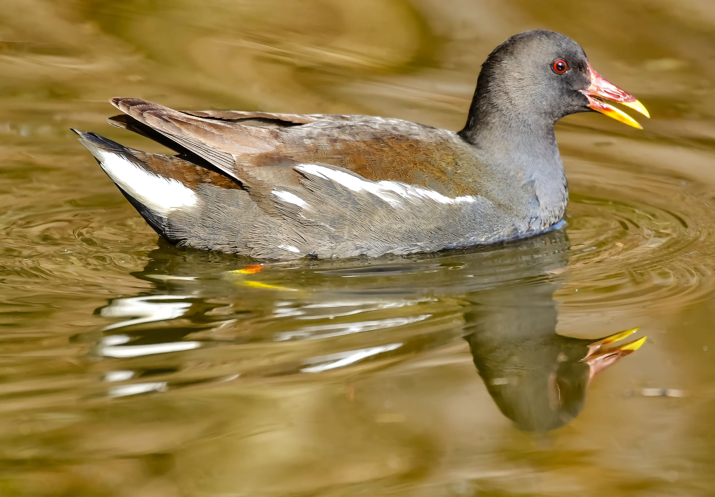 Water Hen