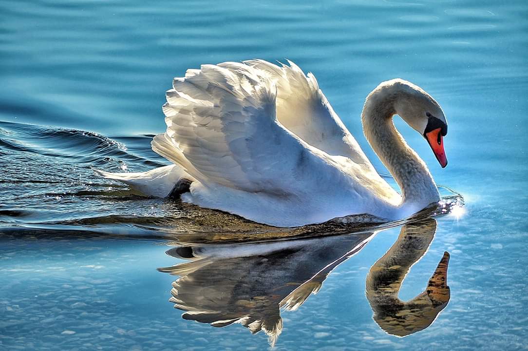 Swan Lake.