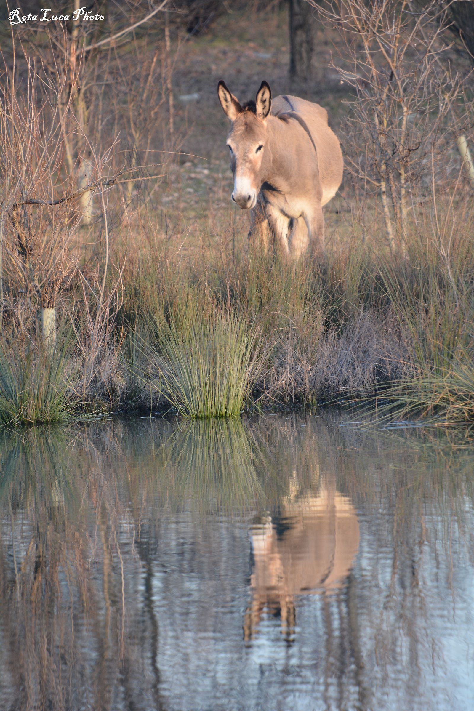 Riflesso d'Asino