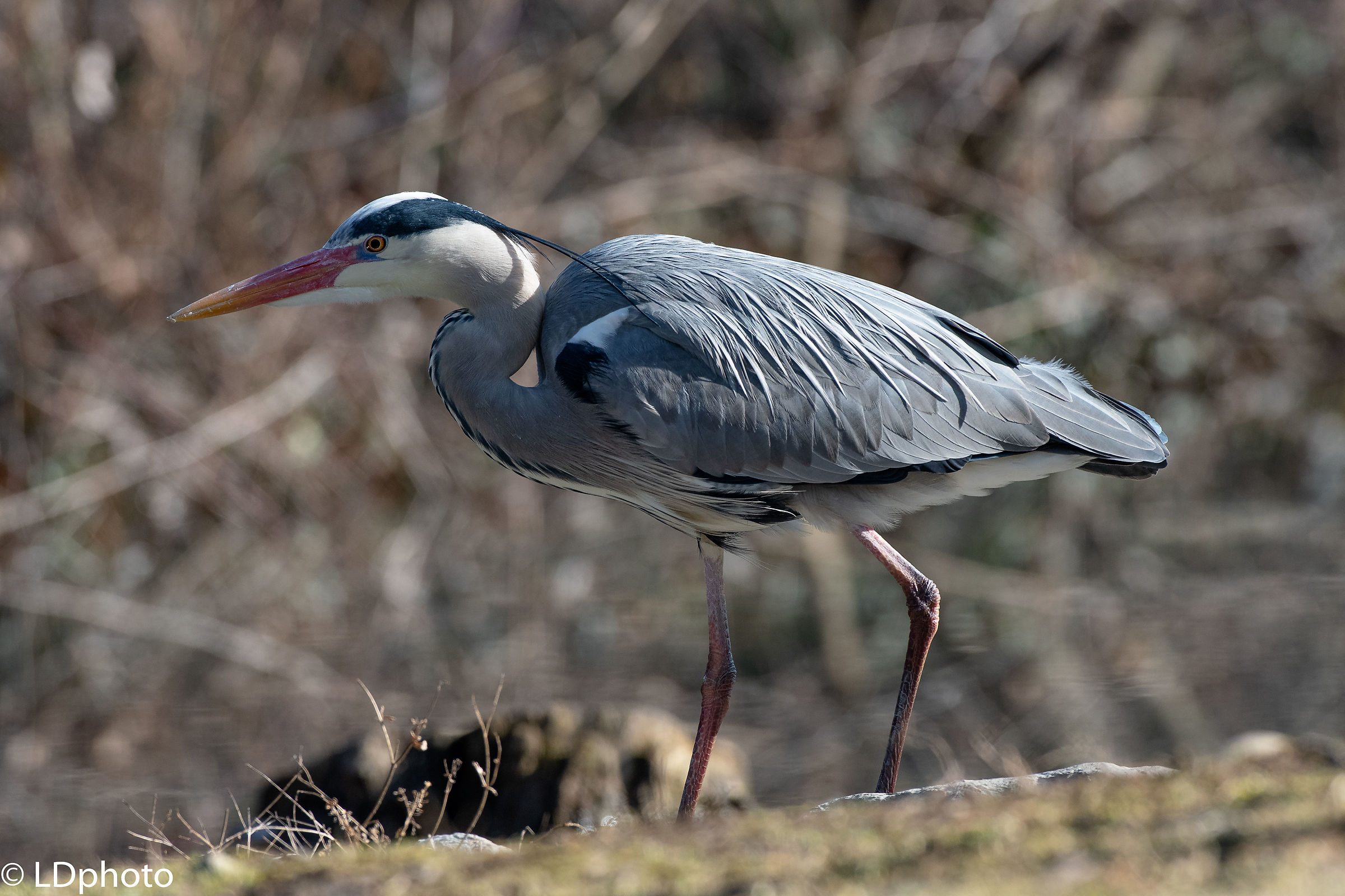 Grey heron
