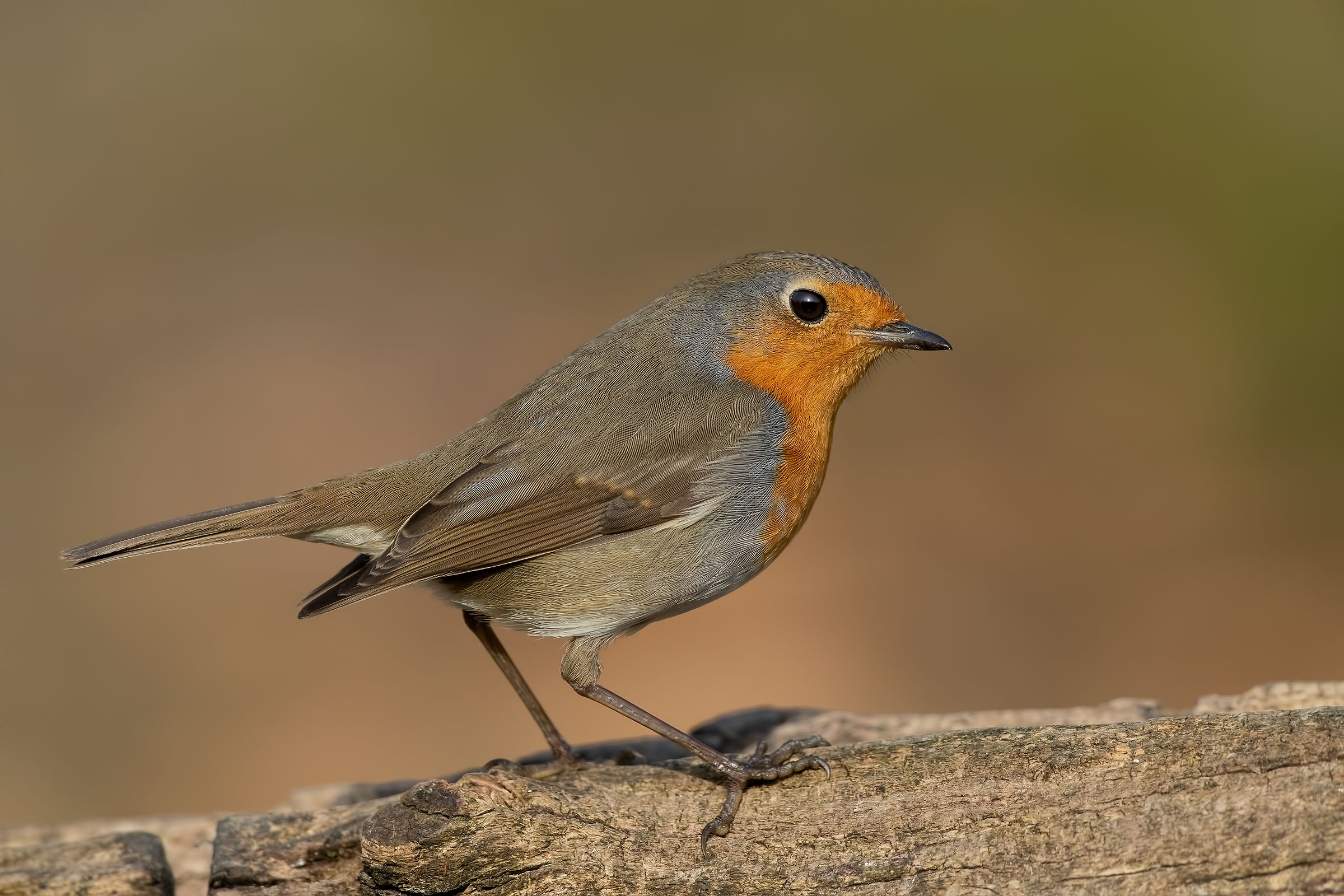 Pettirosso - Inverno 2019