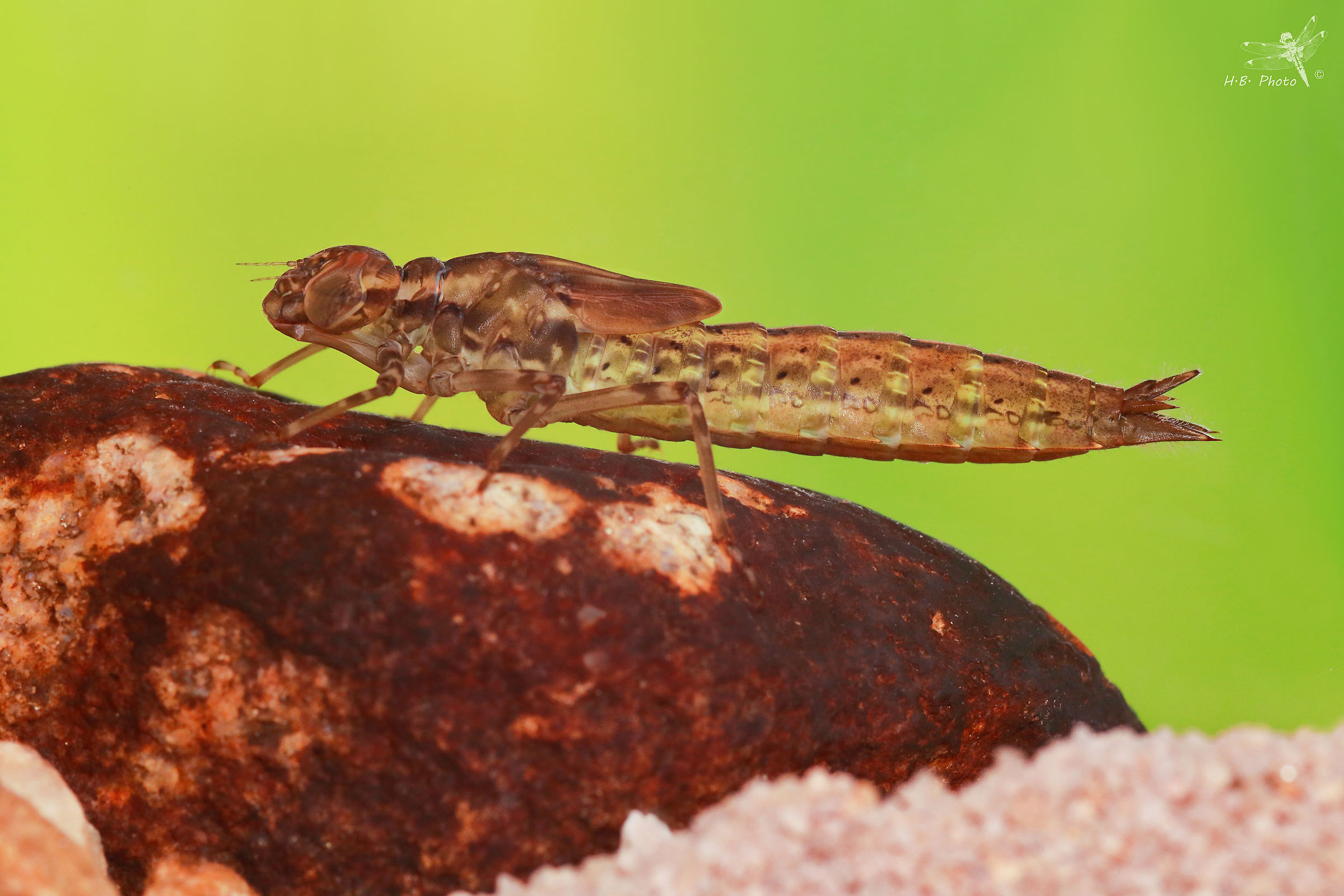 Aeshna cyanea, larvae, male