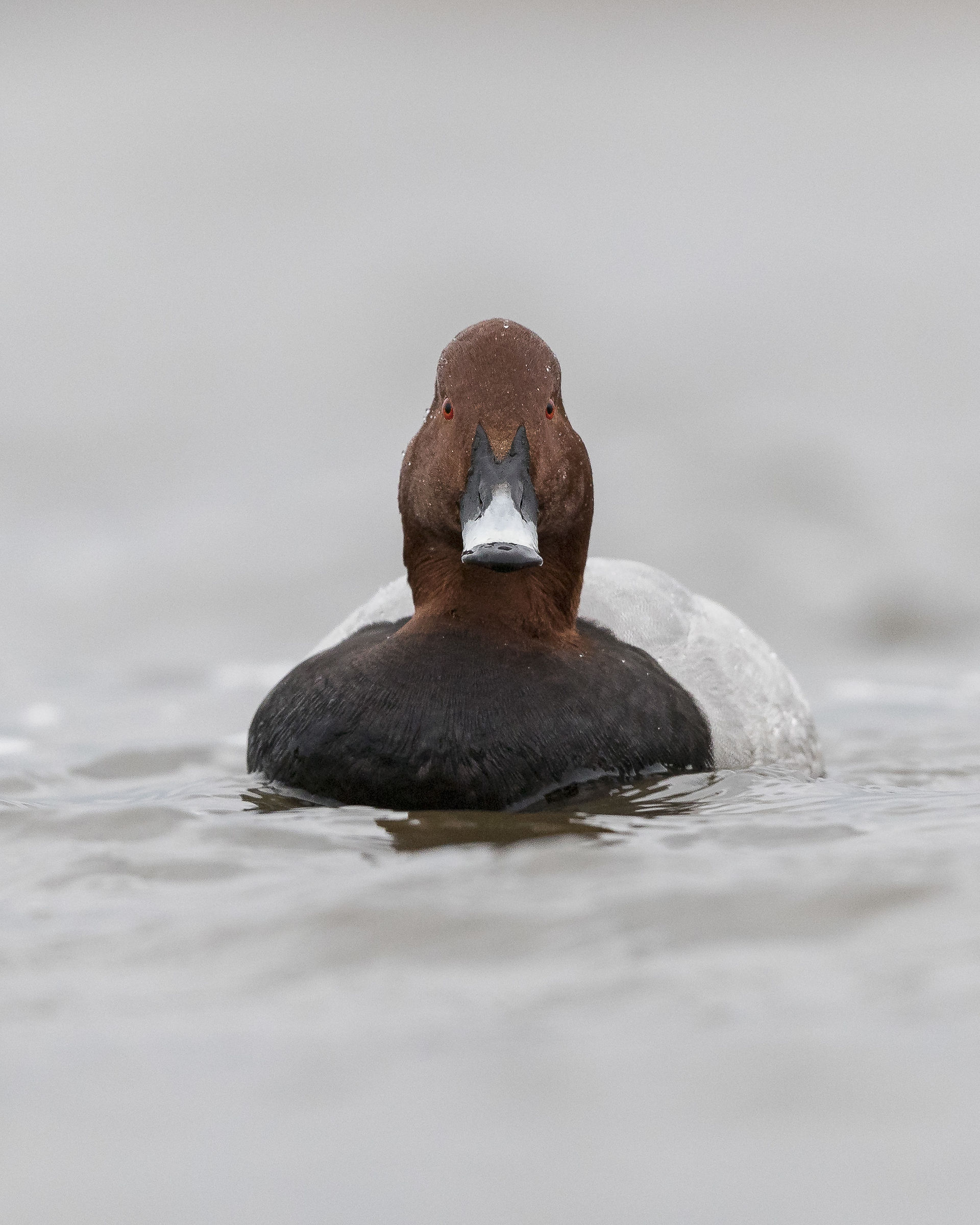 Faccia a faccia col Moriglione (Aythya ferina)