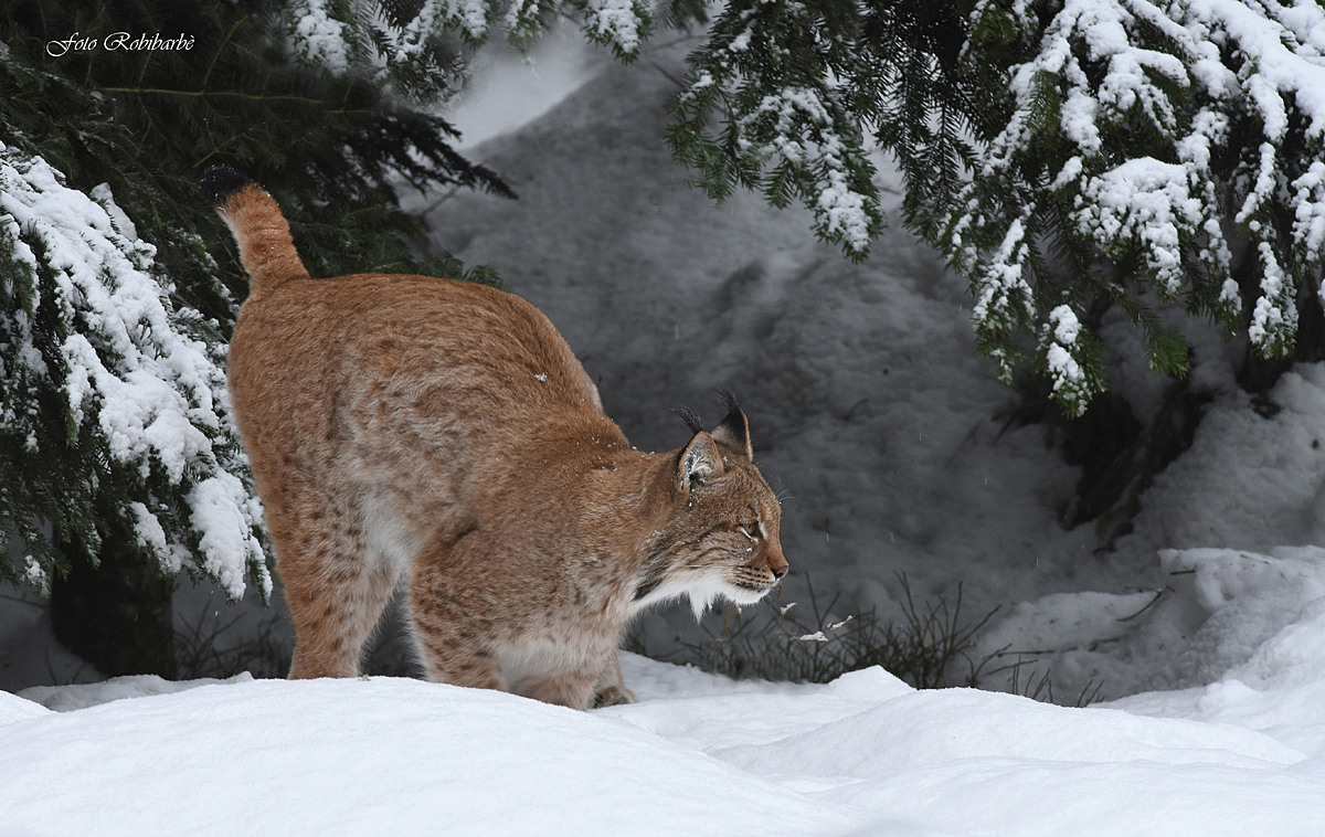 The winter Lynx...