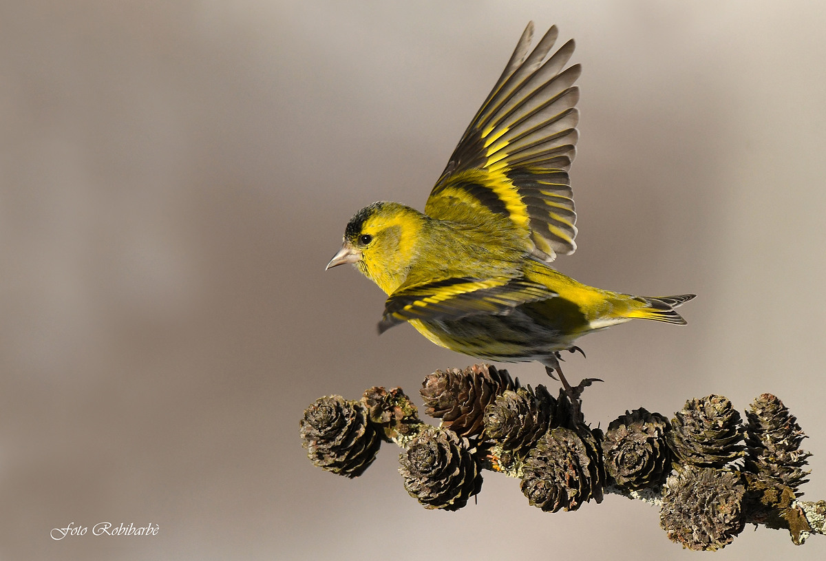 Lucherino che spicca il volo...