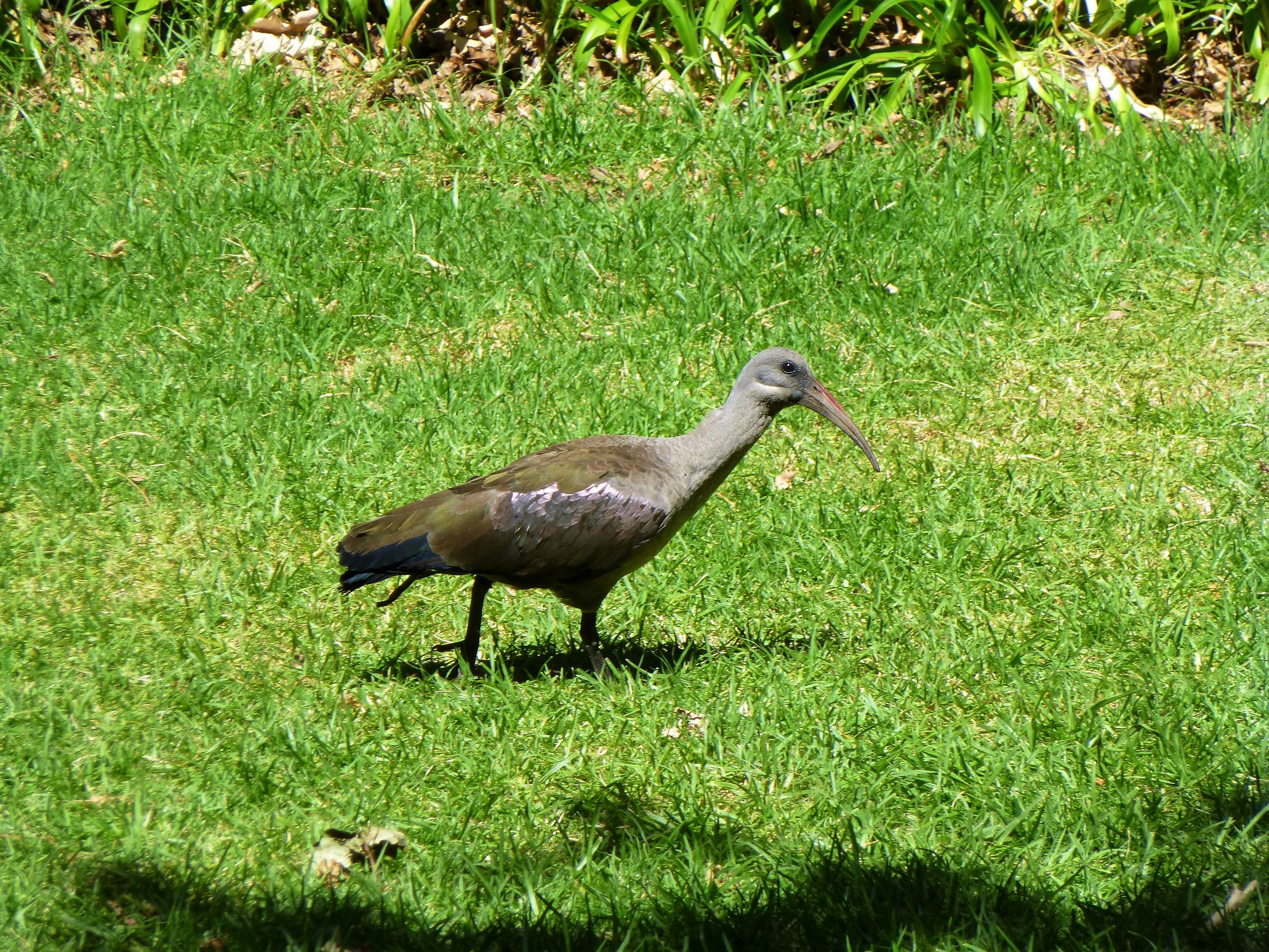 Hadada Ibis - Cape Town