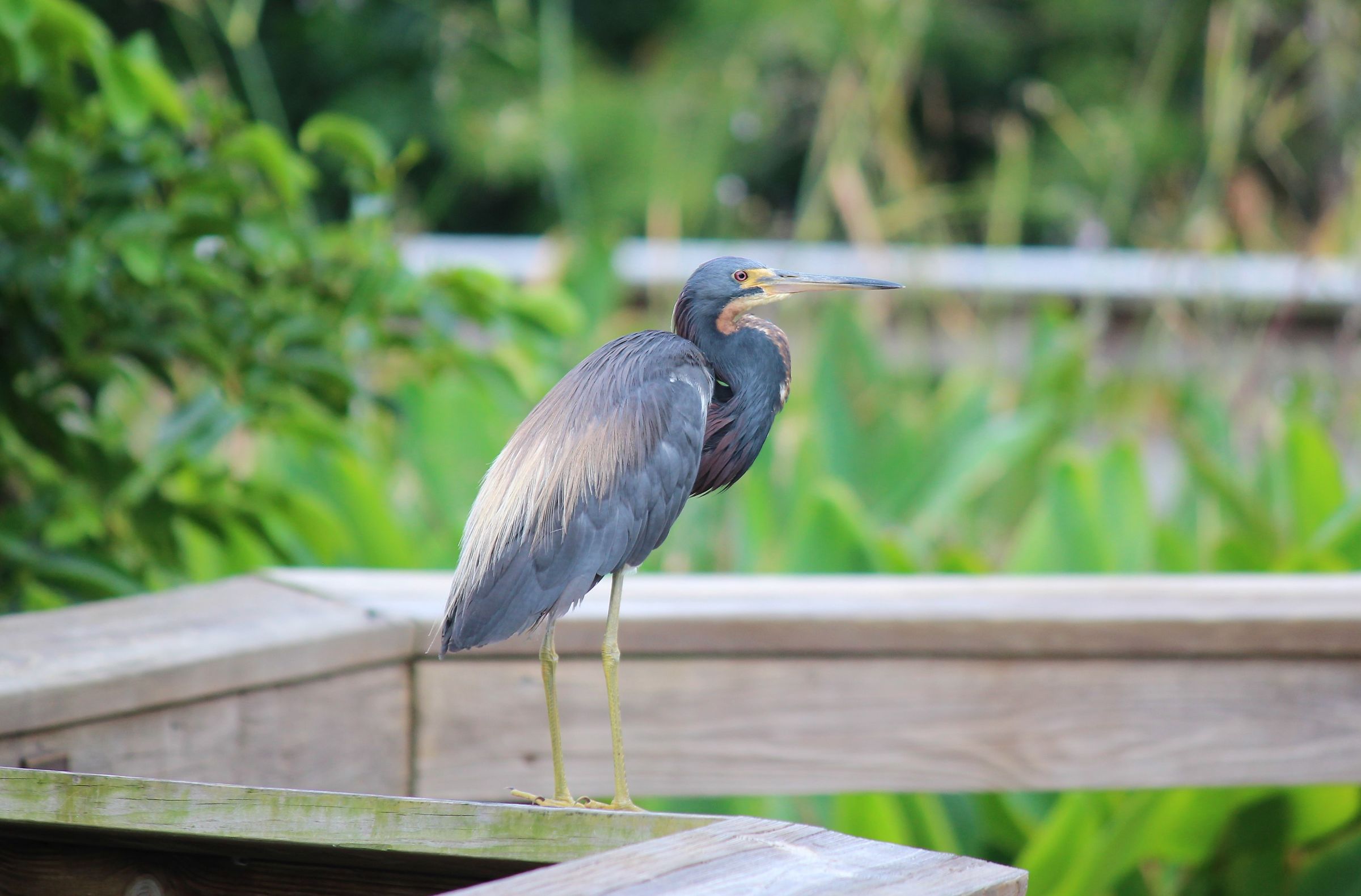 airone tricolore -Everglades NP-Florida