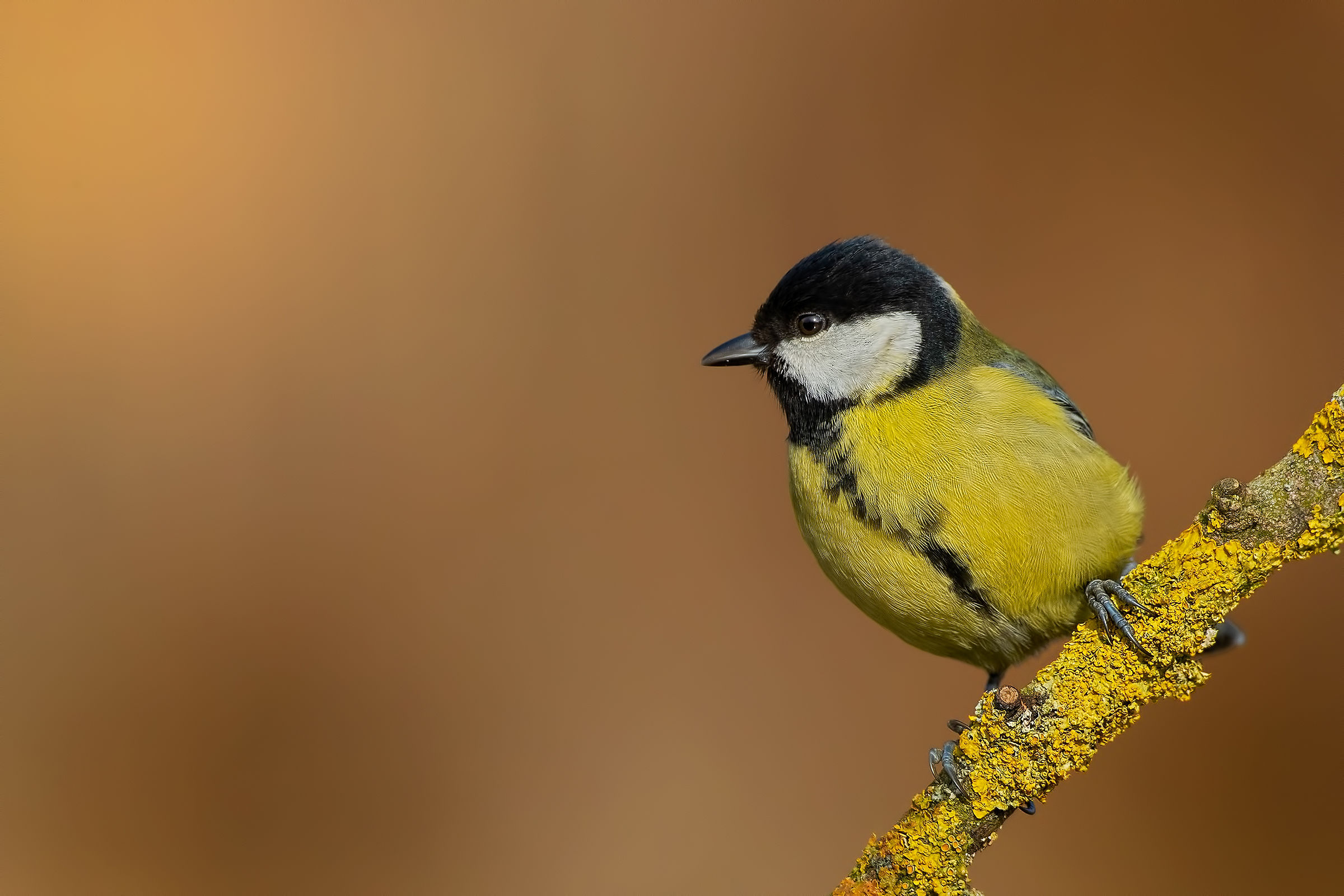 Cinciallegra-Winter 2019