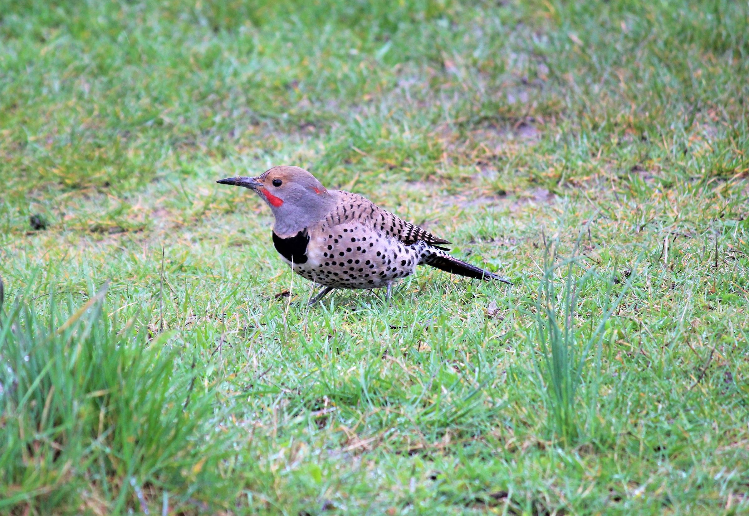 picchio dorato ( Colaptes auratus )