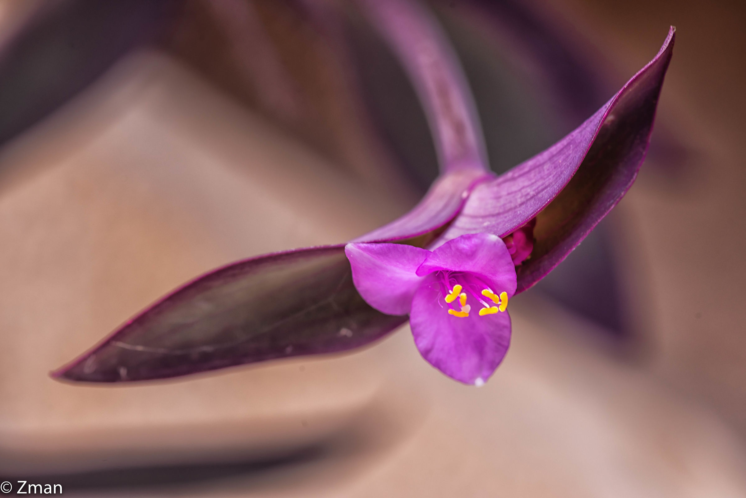 Lady-in-a-boat Flower