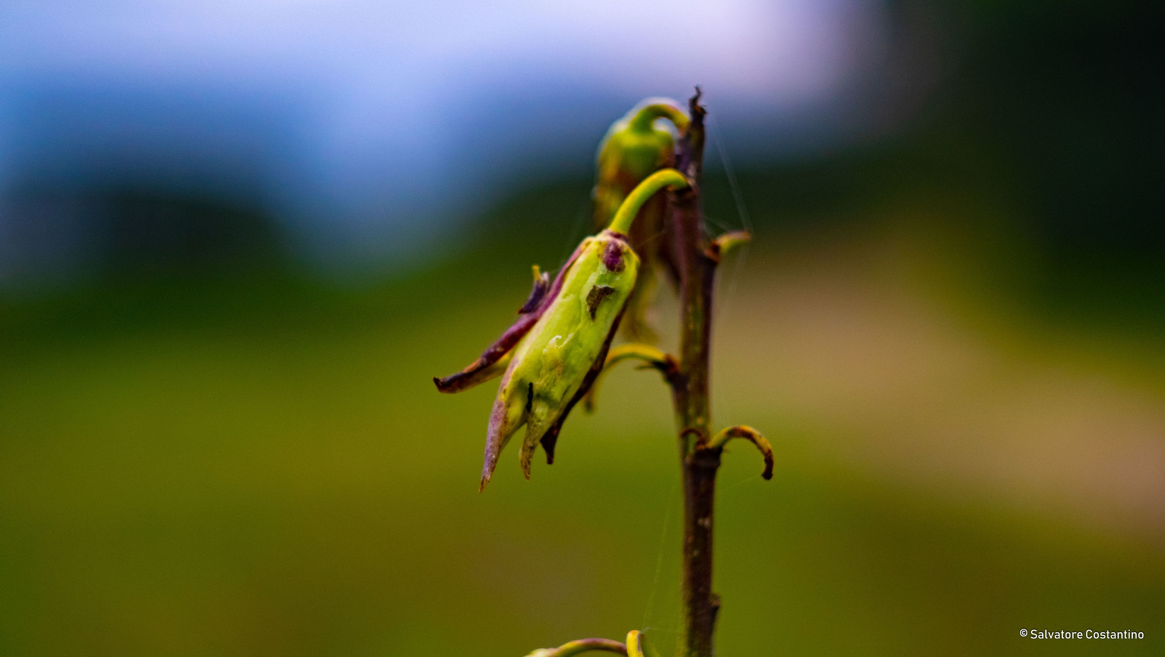 First experiments with HELIOS 58mm